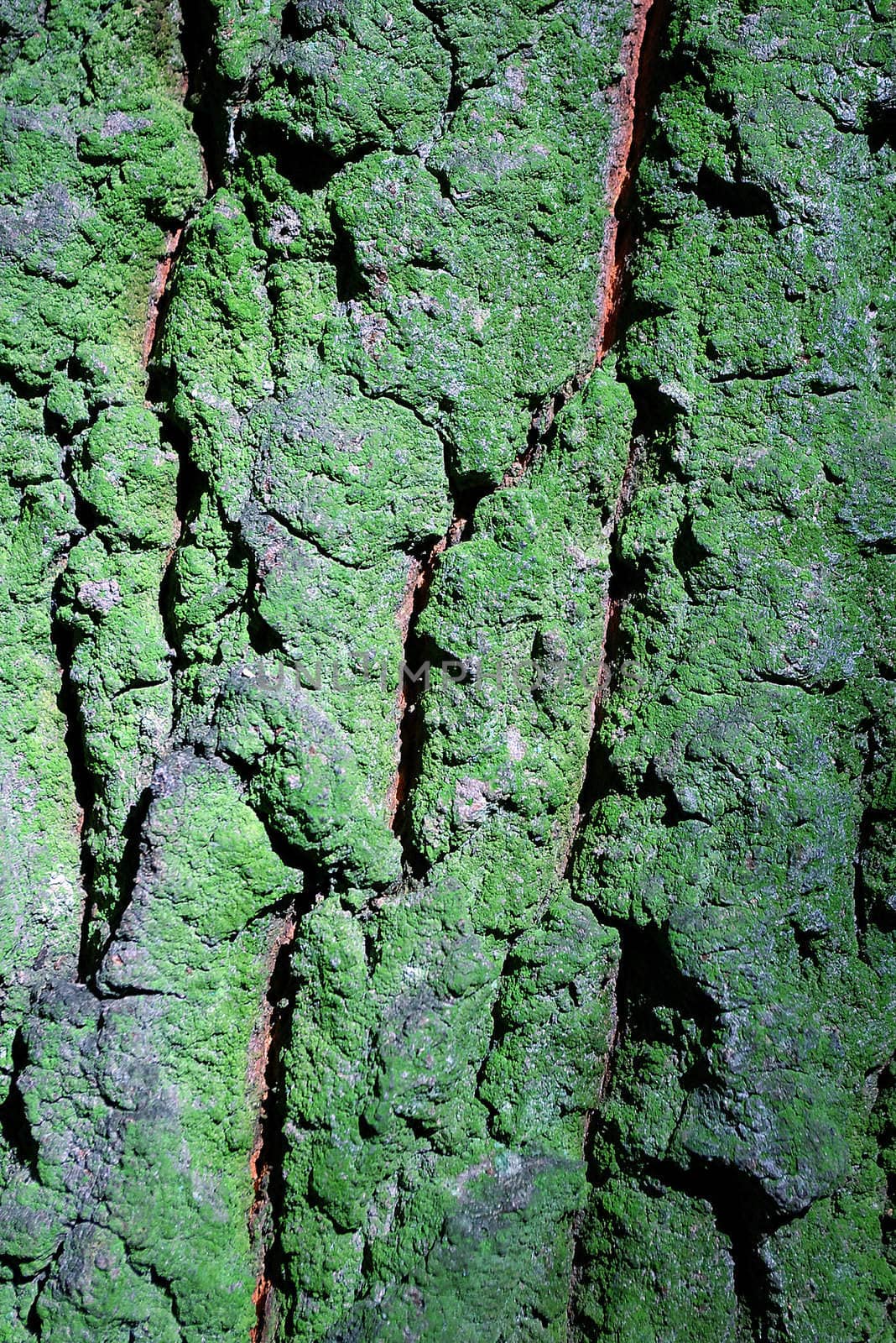 Tree trunk with moss