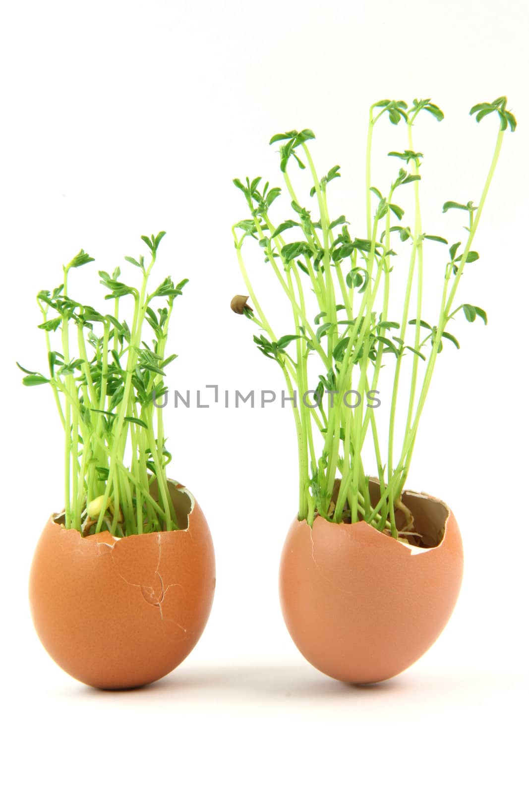 nature concepts two egg cracked end plants growing inside isolated on white background