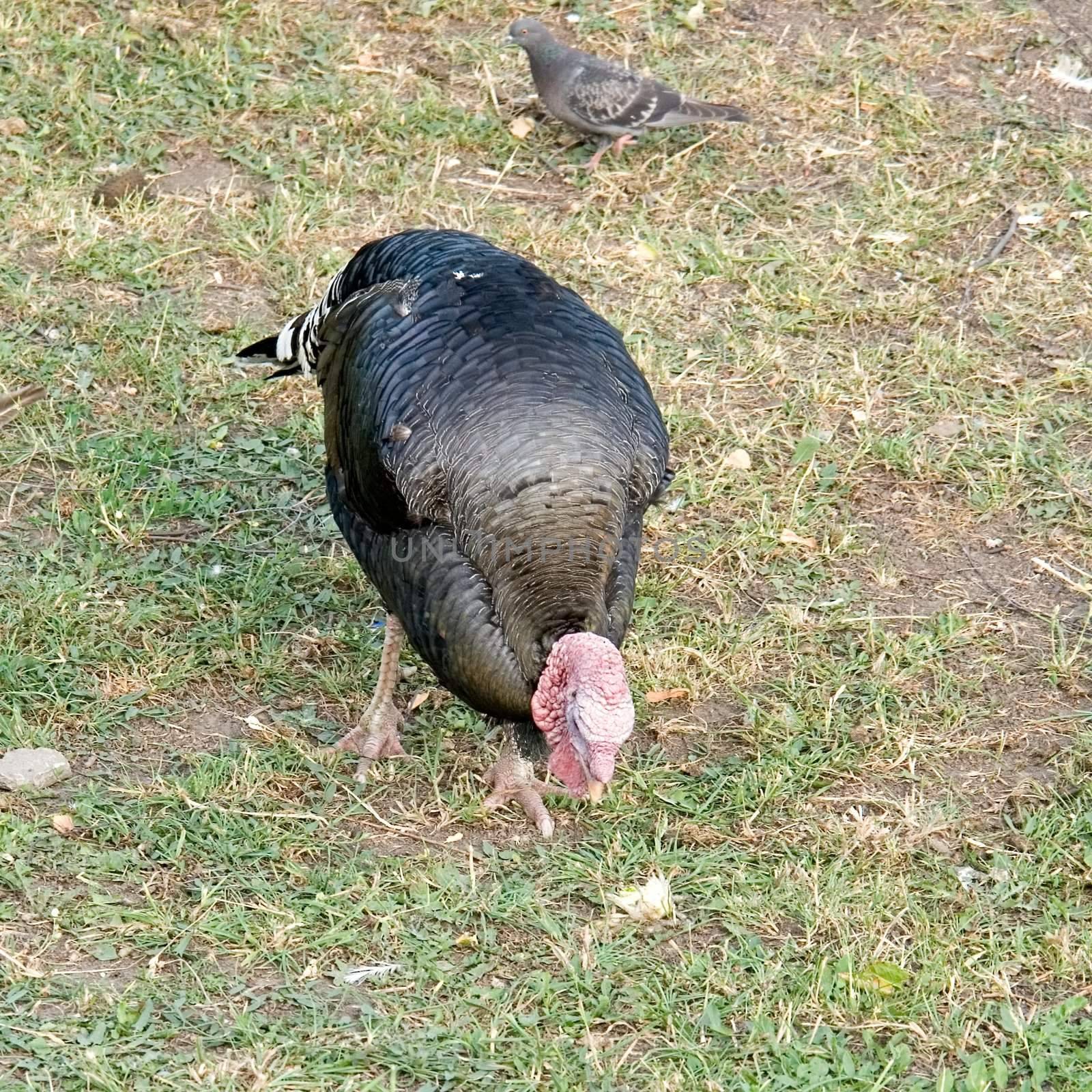 A big turkey cock pecks bread with green grass at background.