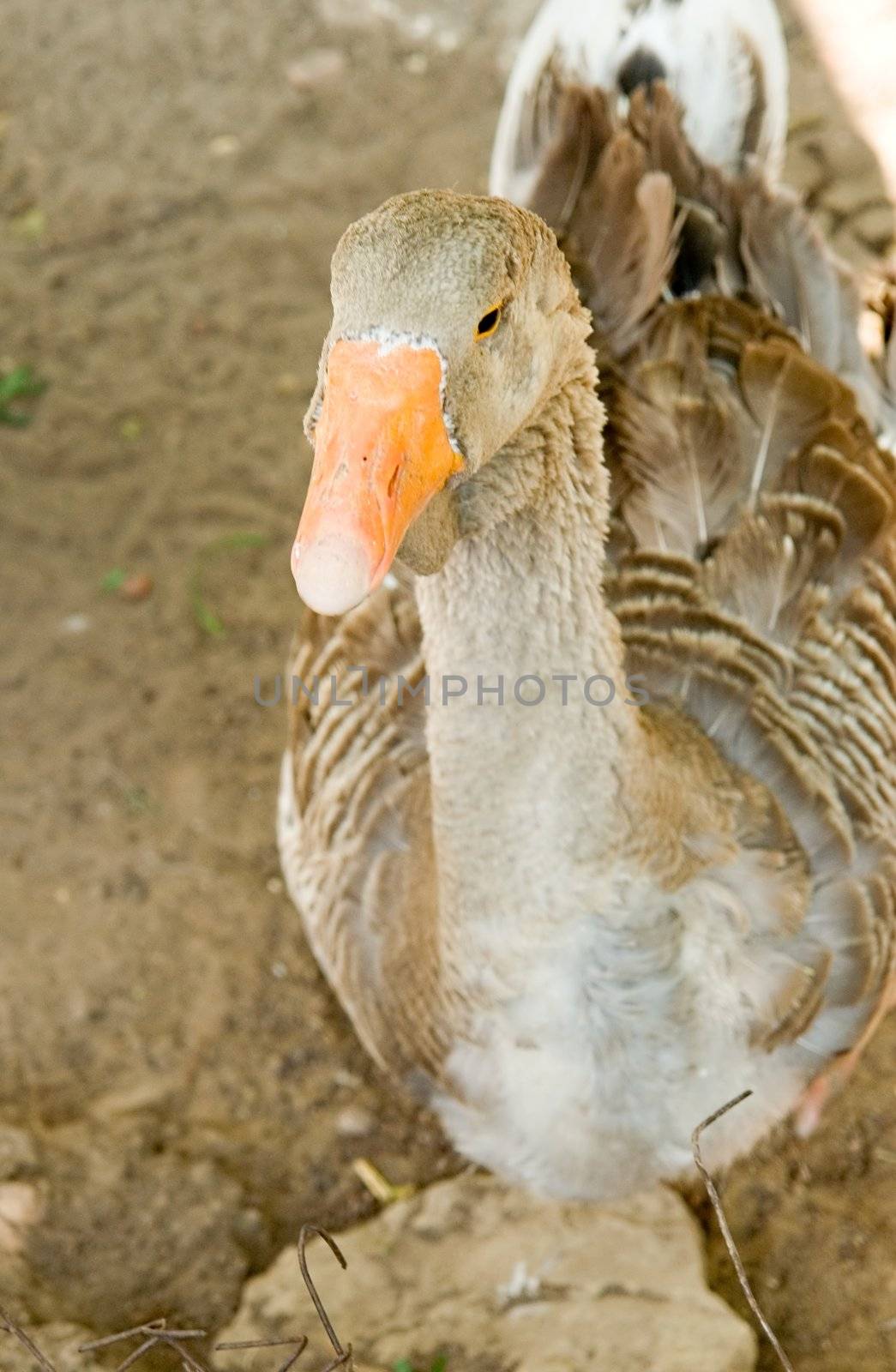 The big goose with an orange beak