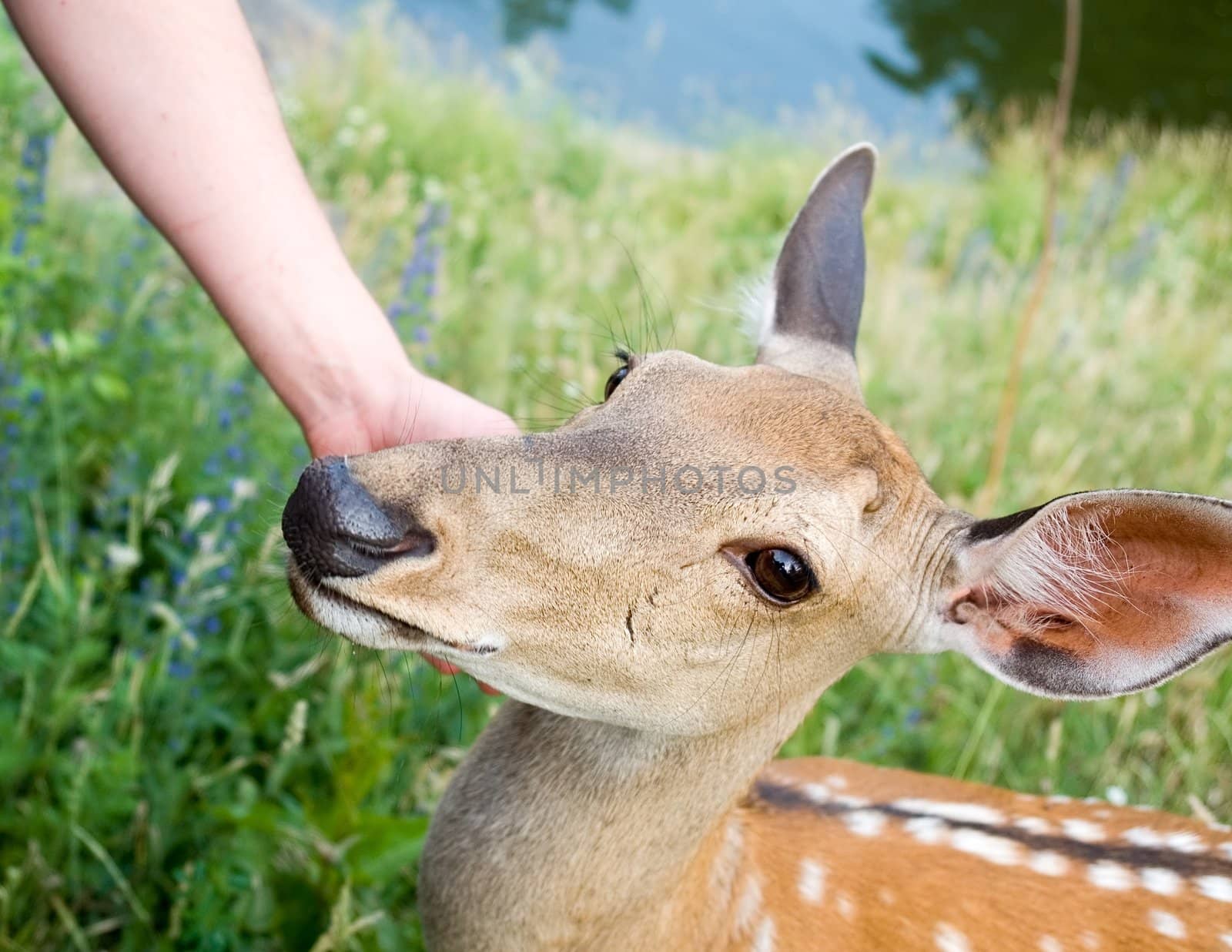 Small deer. A hand irons on a head of a deer.