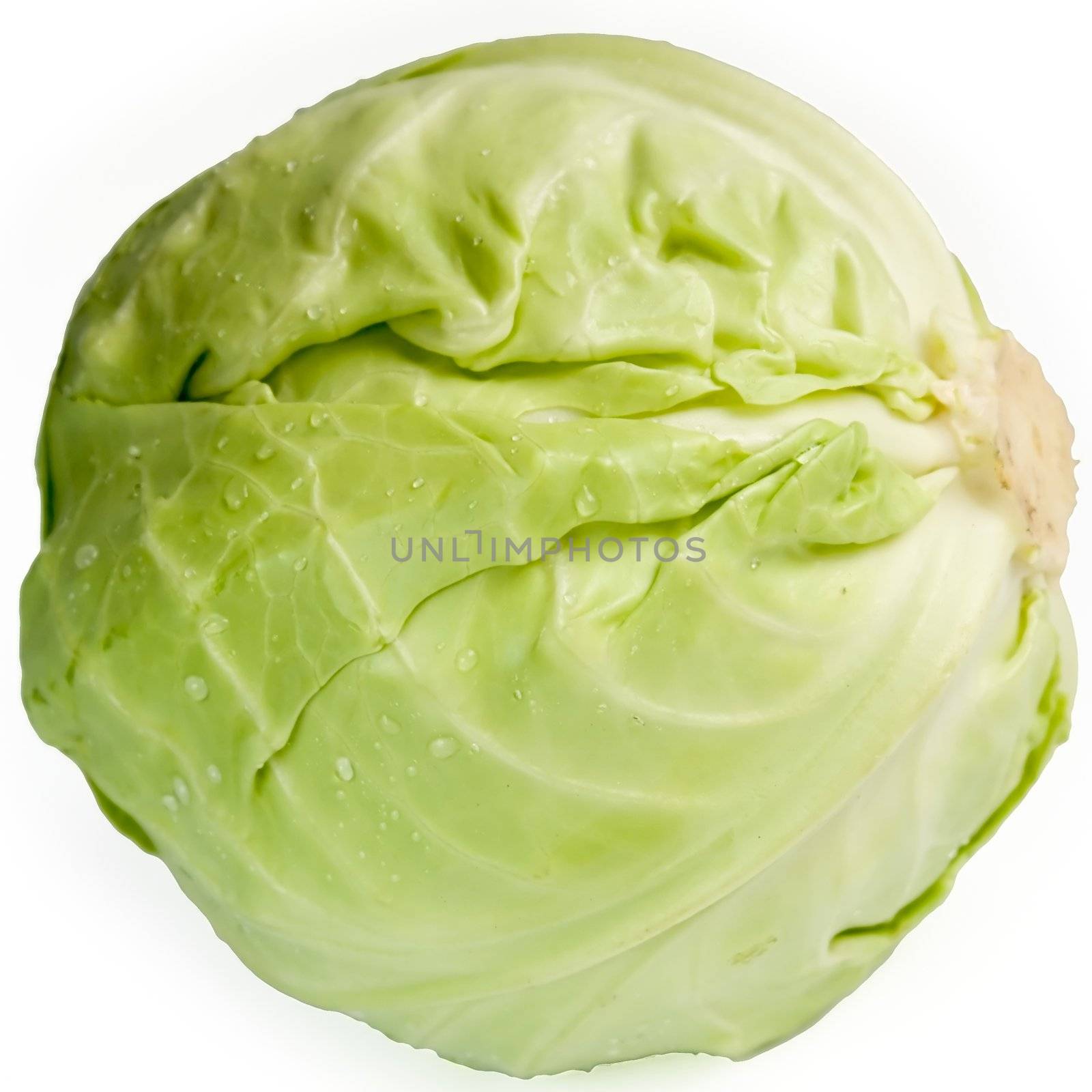 cabbage-head on a white background