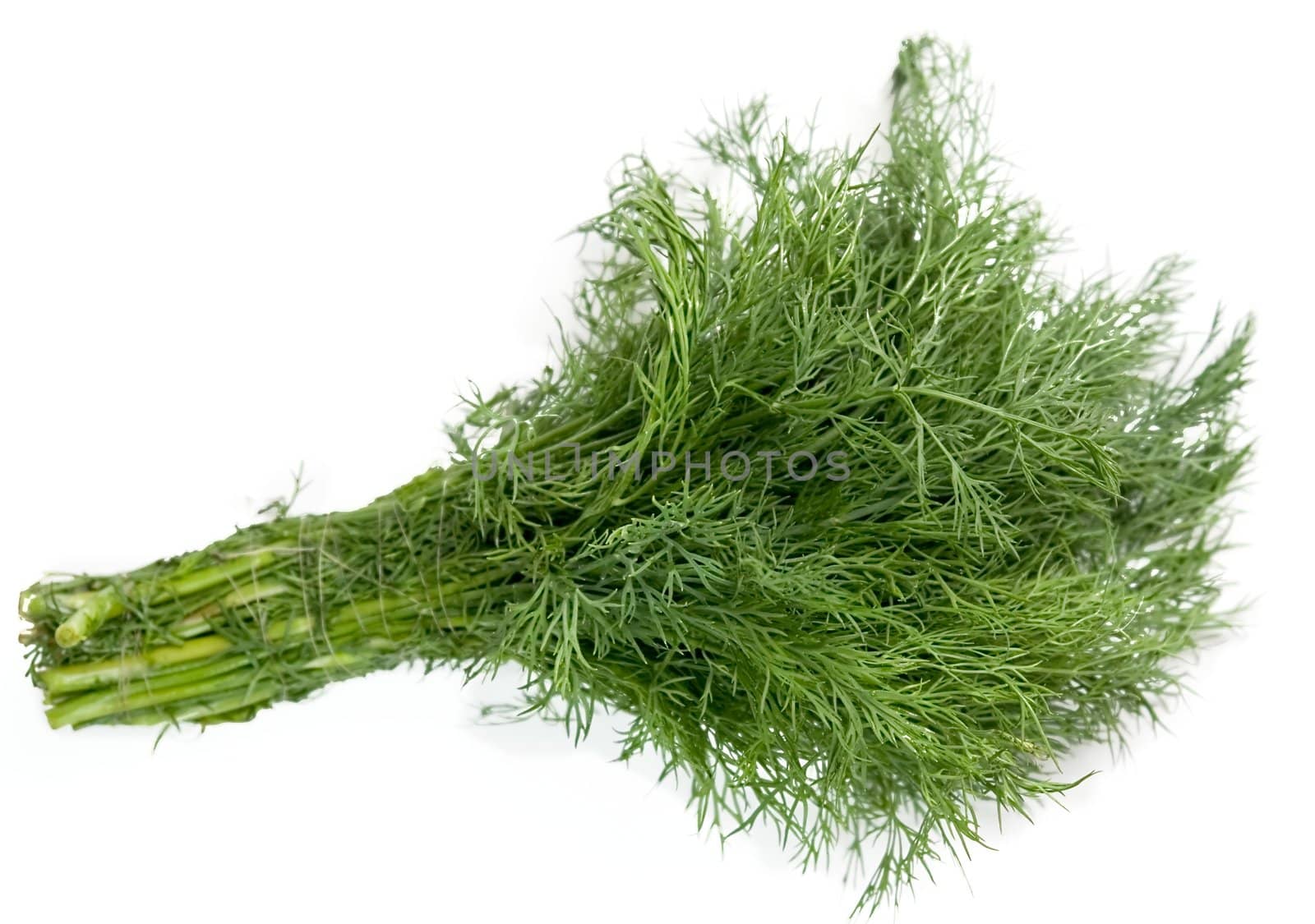 juicy green dill on a white background