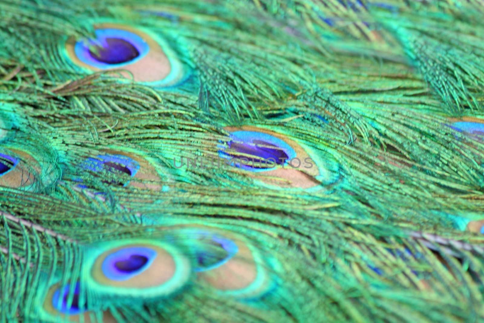 Close up of the feathers in peacock's tail
