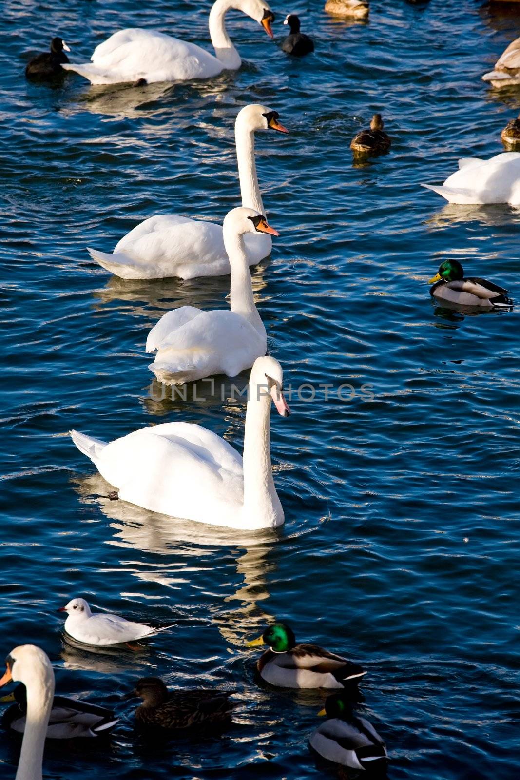 Birds in Stockholm City