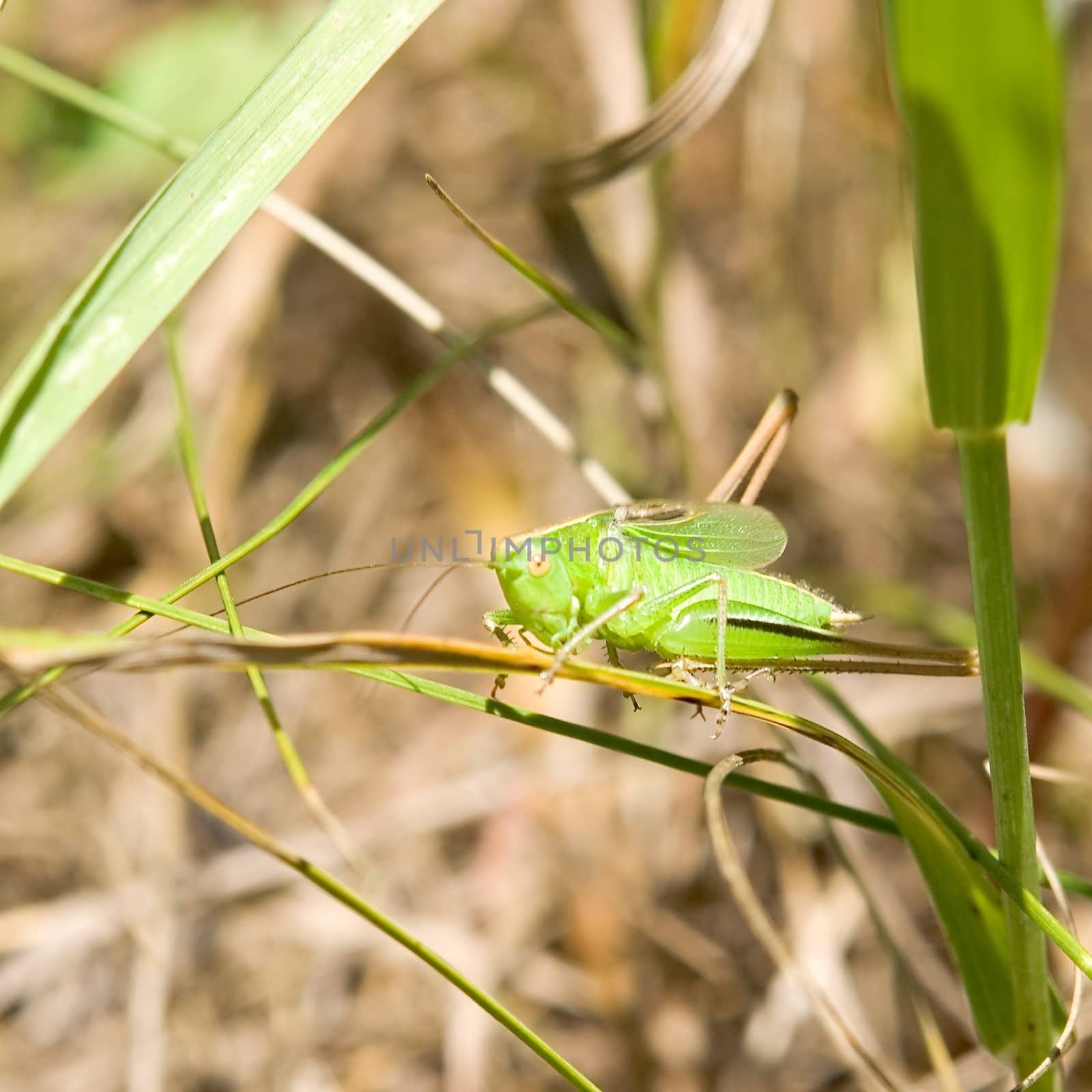 Green grasshopper by stepanov