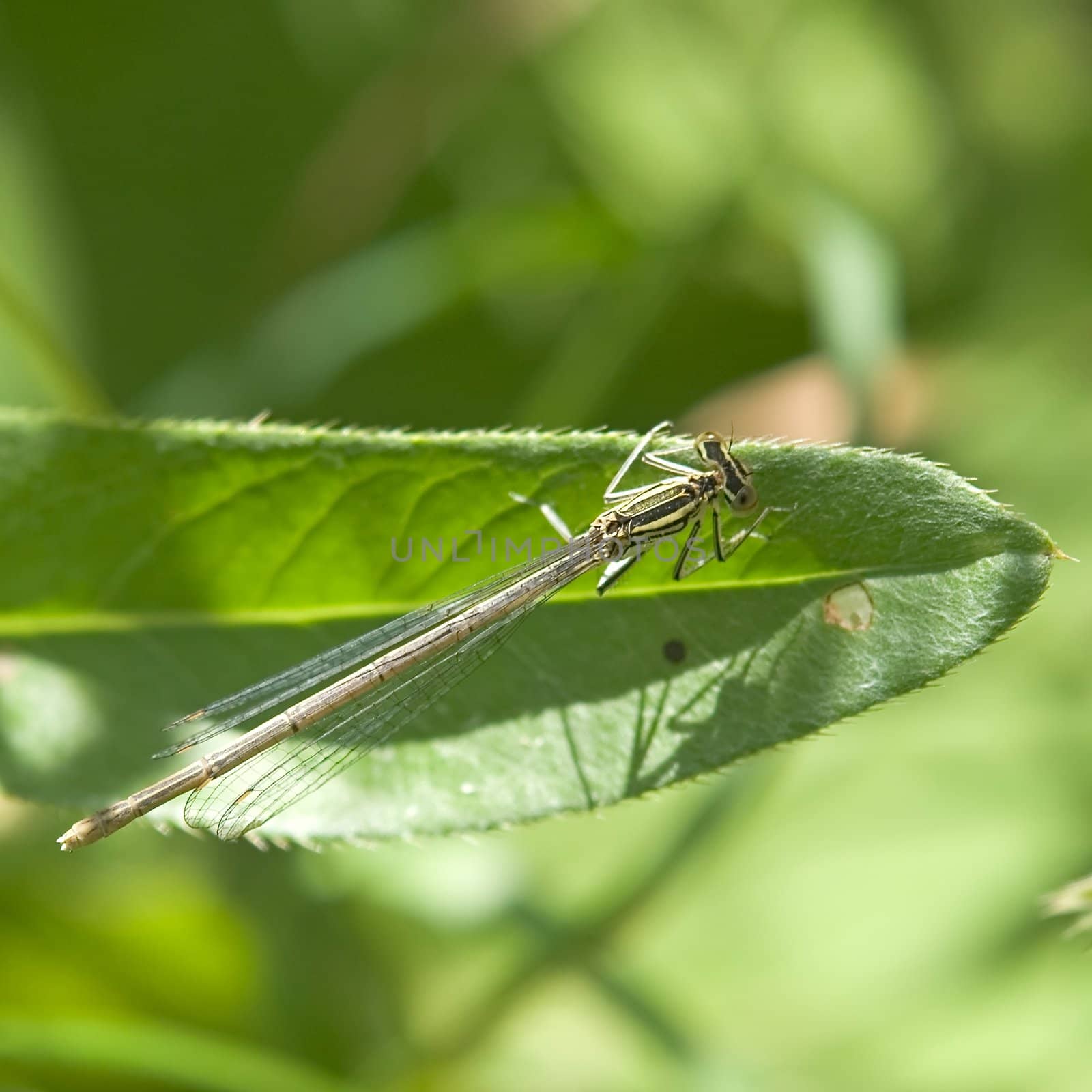 Large dragon-fly sits on a green blade of grass