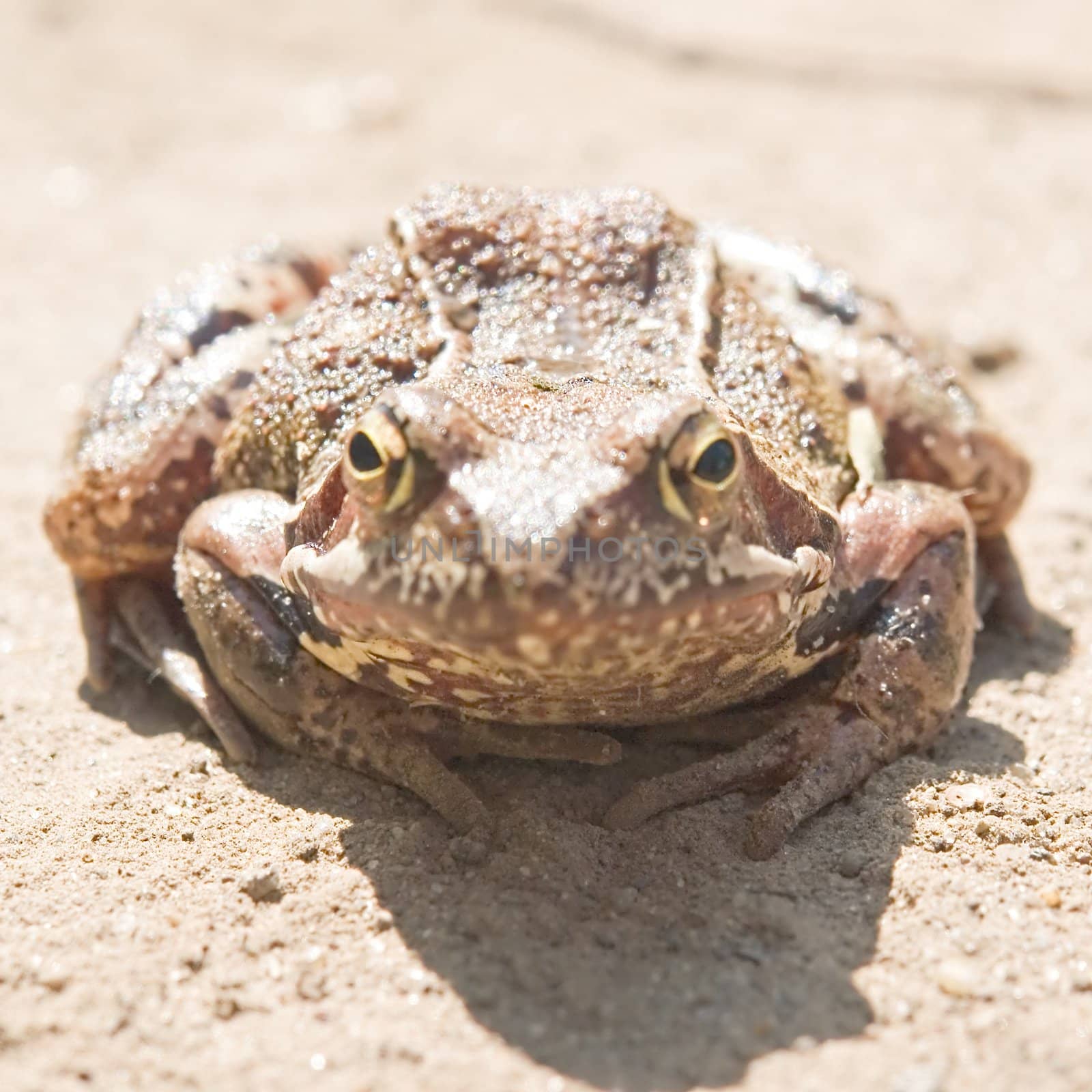 grass frog crept out for the road