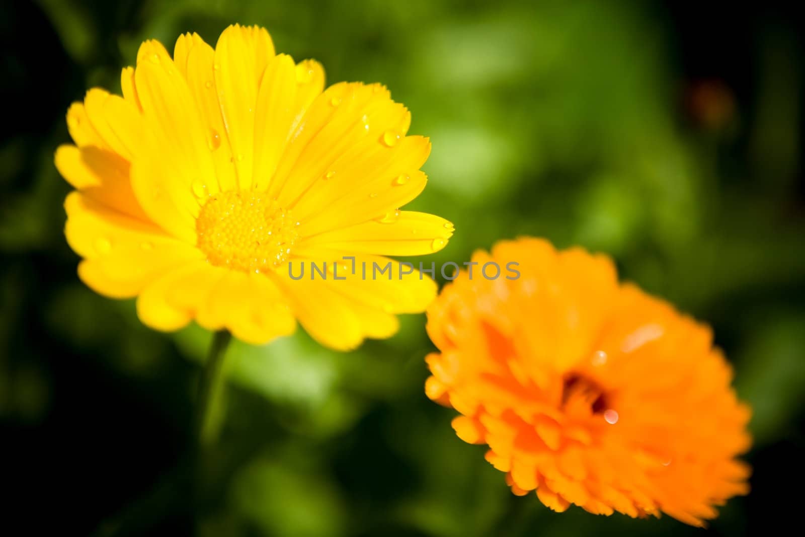 Two vivid flowers with water drops outdoors