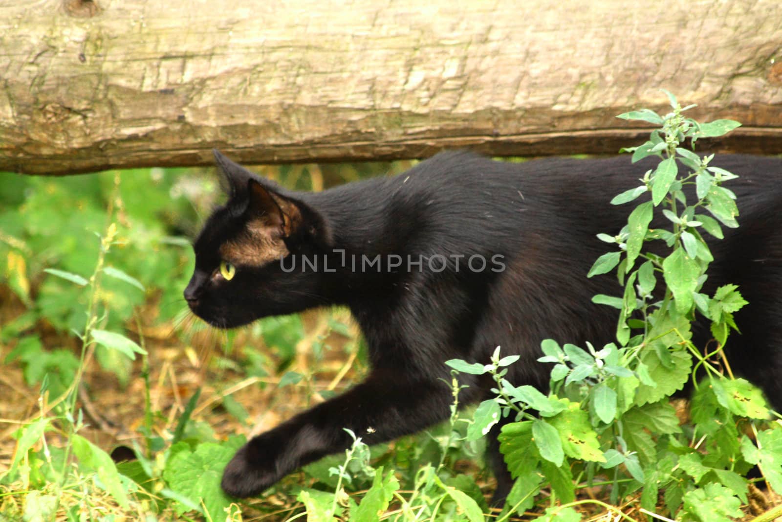 Close up of the black hunting young cat.