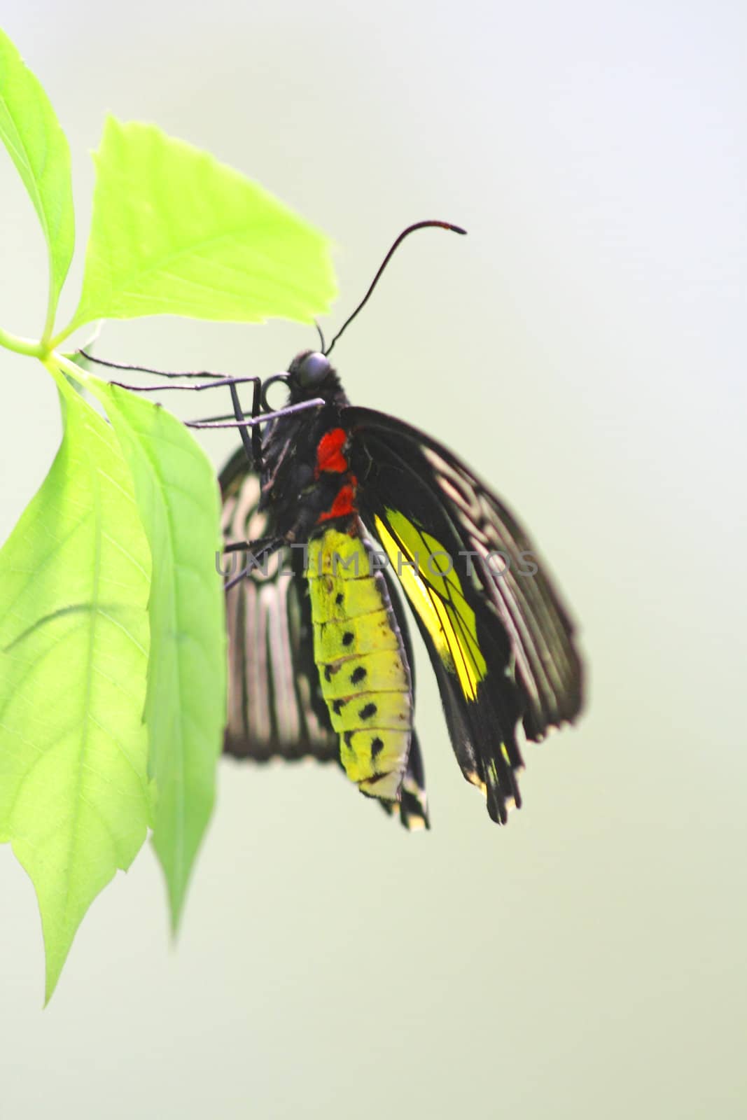 Tropical butterfly by Lessadar