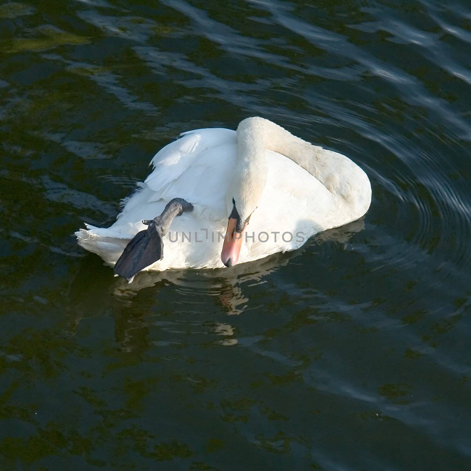 White swan on the dark river.
