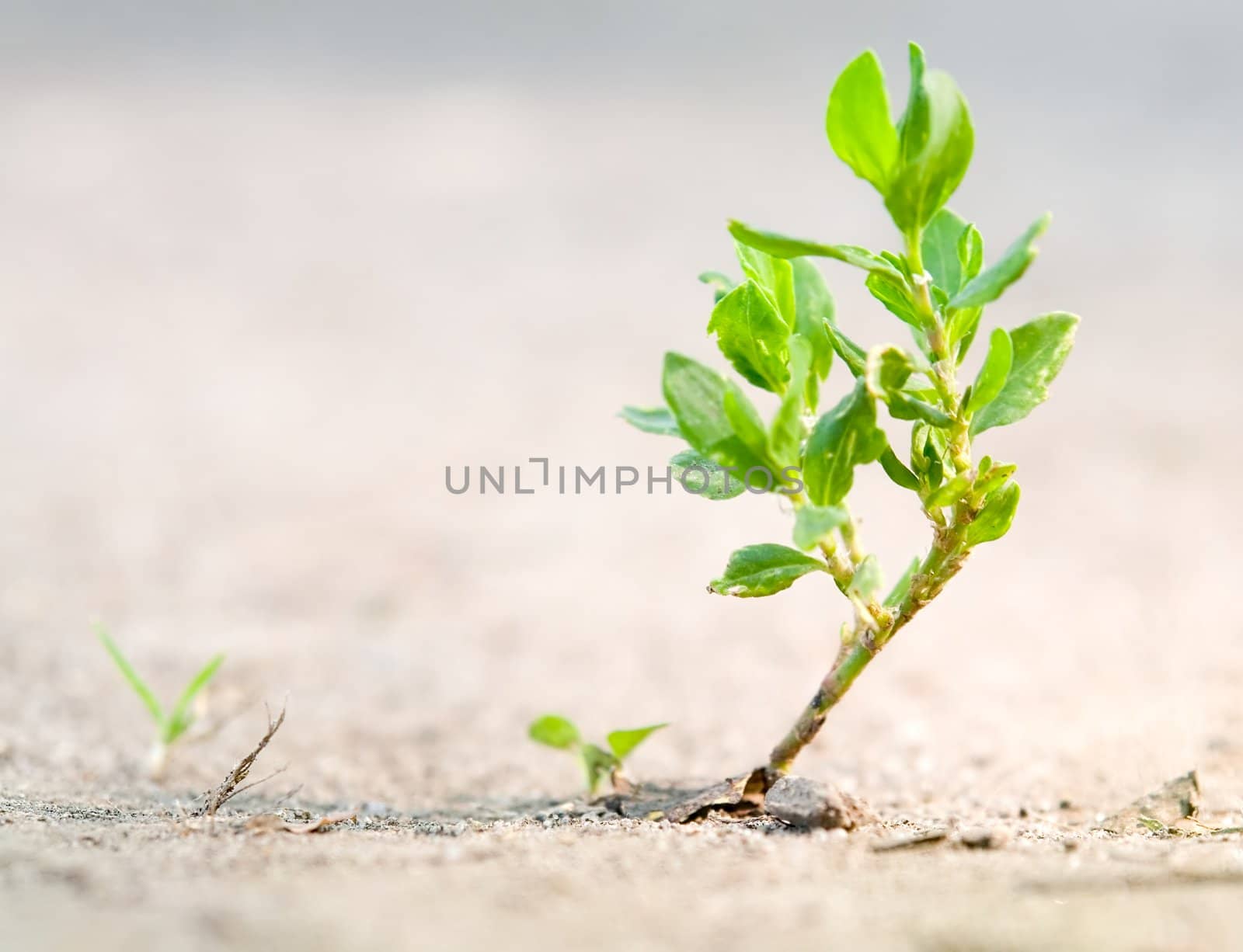 The small blade is similar to a tree