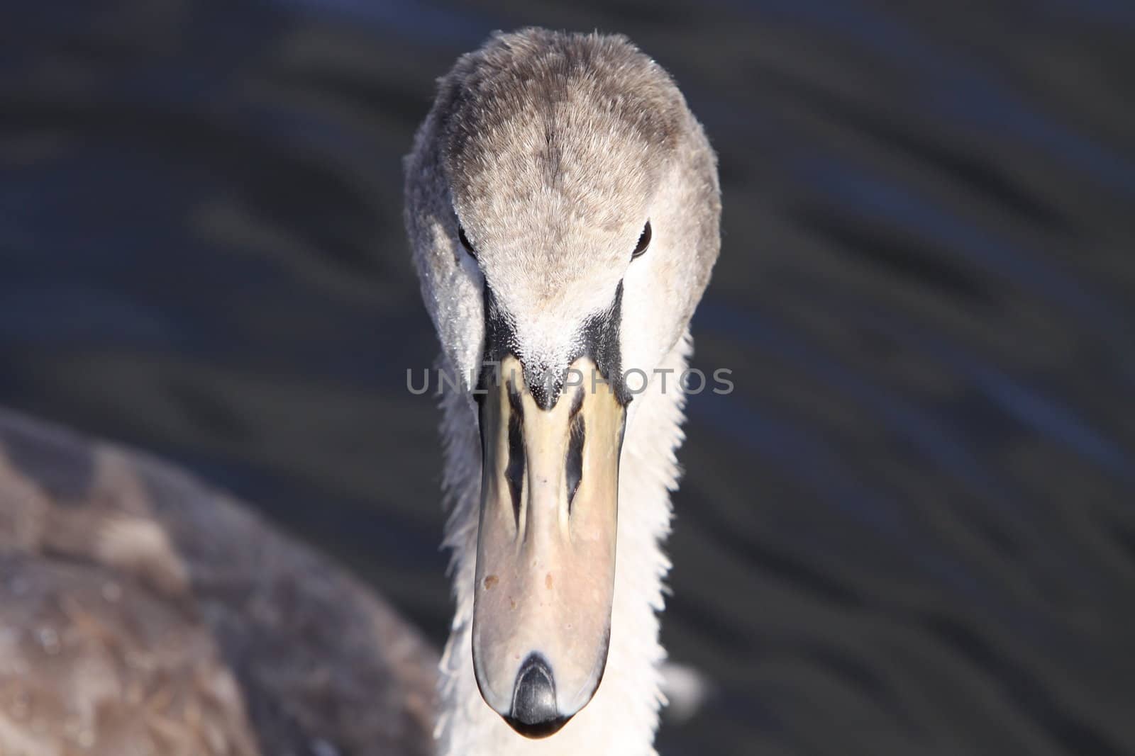 swan