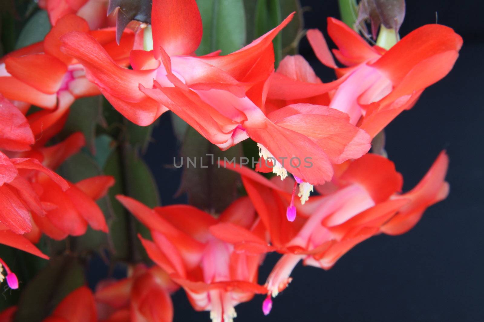 christmas castus