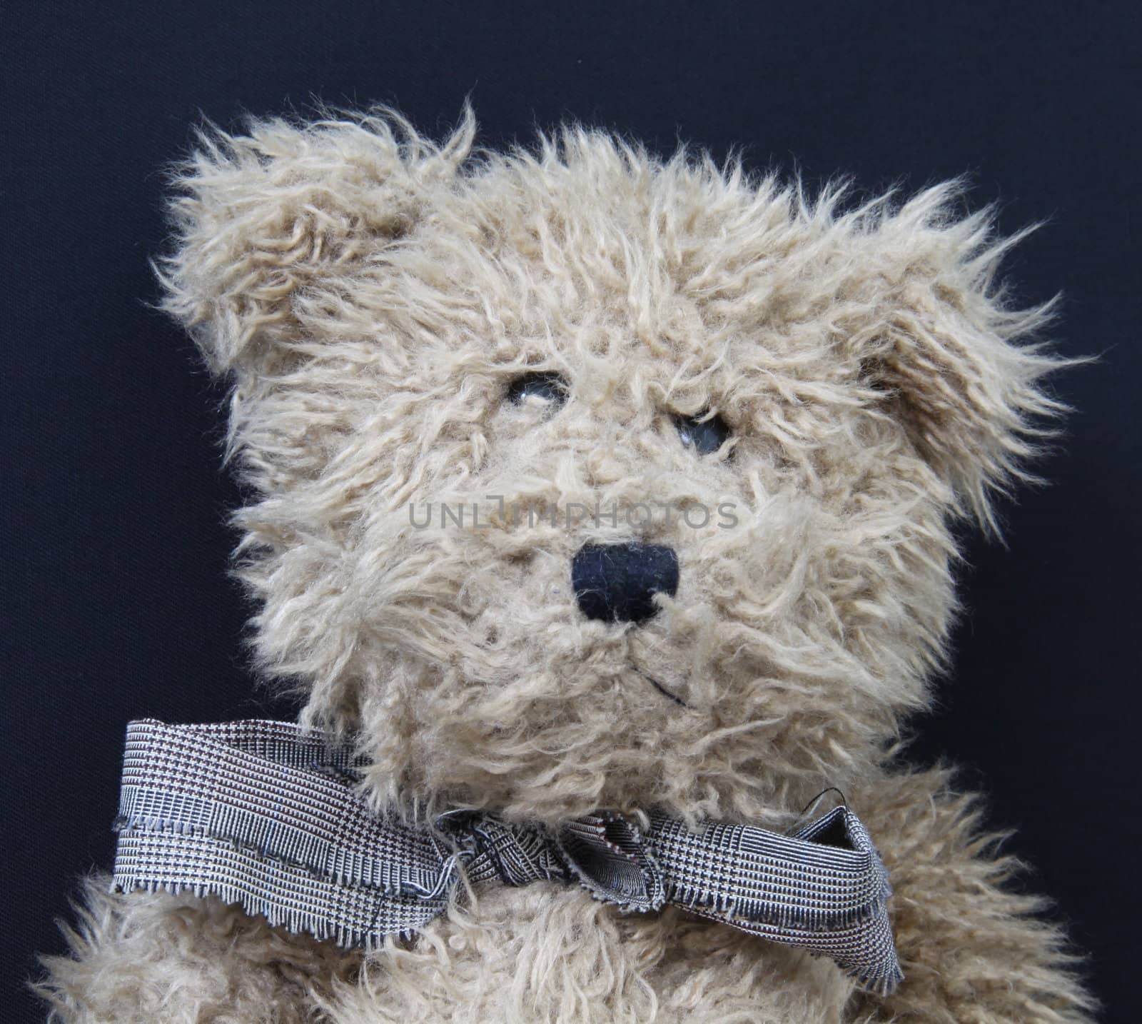 teddy bear