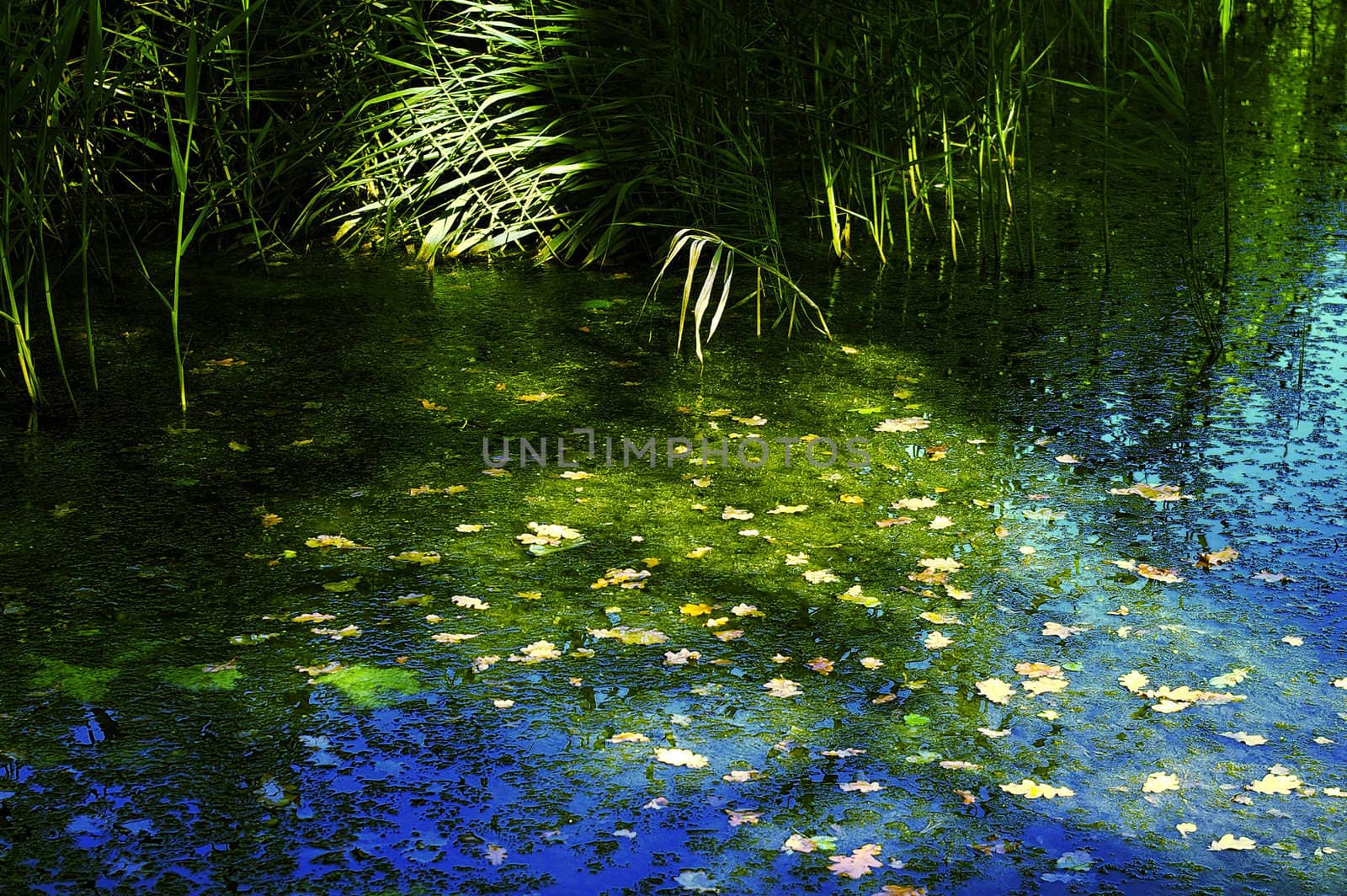 Pond in Autumn with leaves