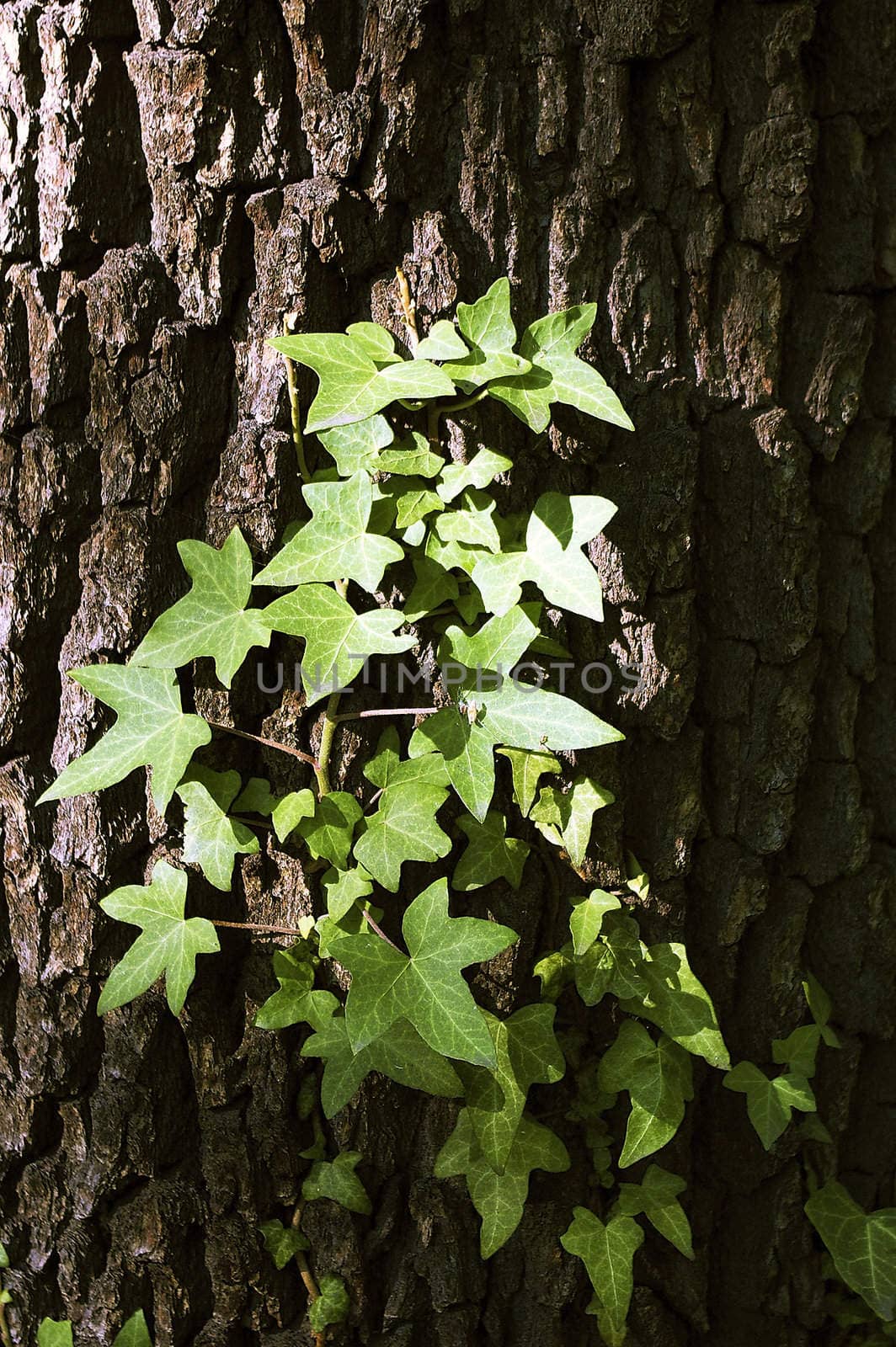 Tree with leaves