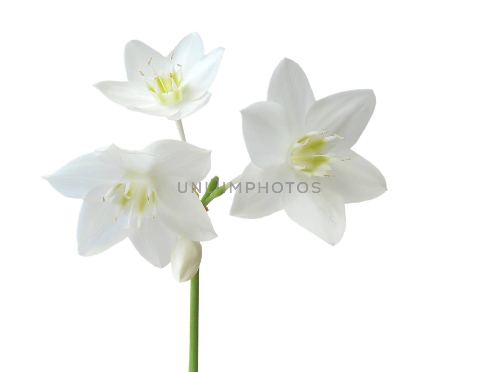 Eucharis grandiflora isolated on white background