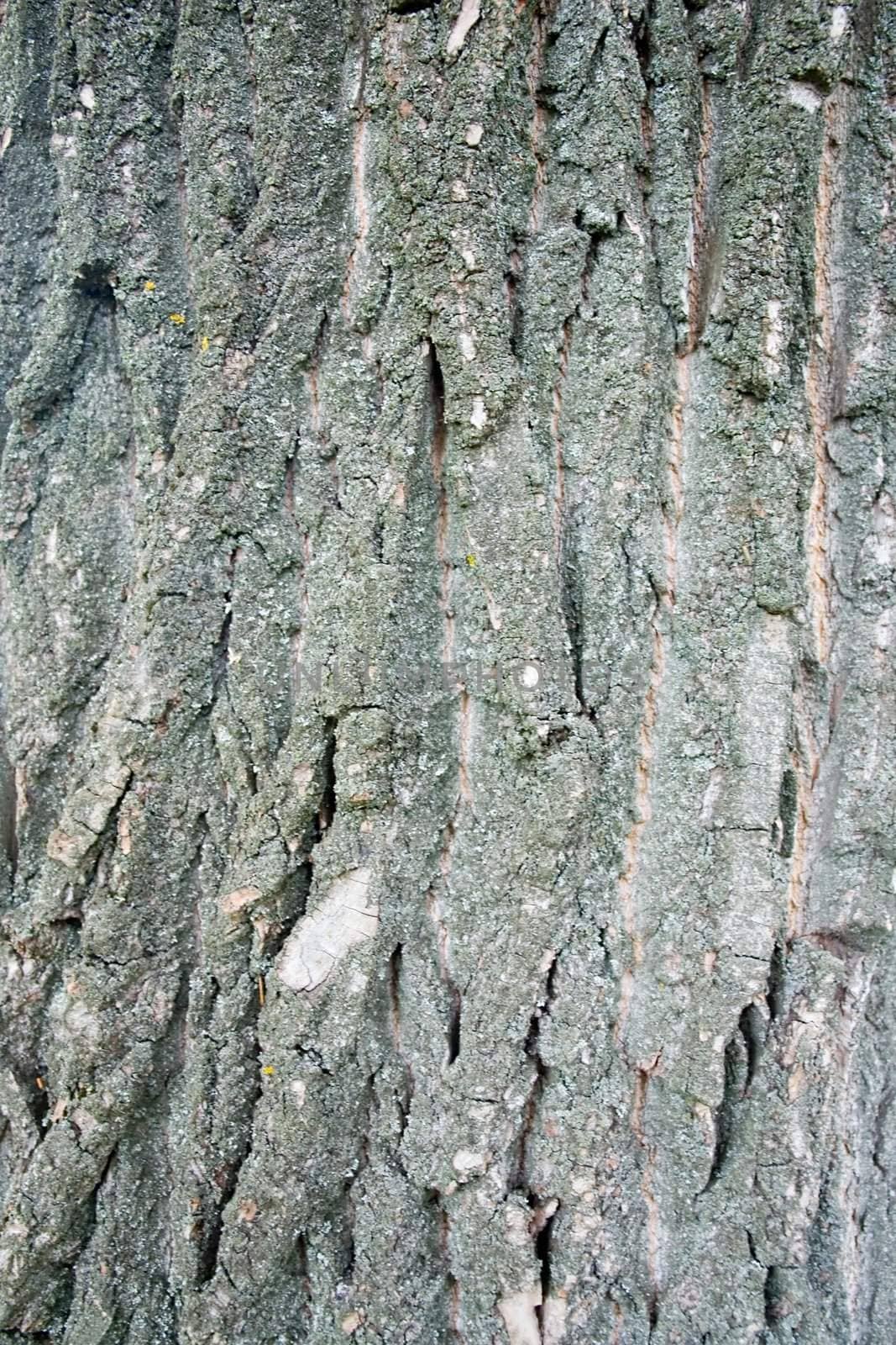 Texture. Grey bark of an old tree.