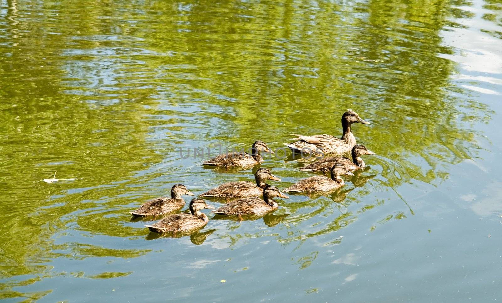 Duck derived small ducklings on the first jaunt