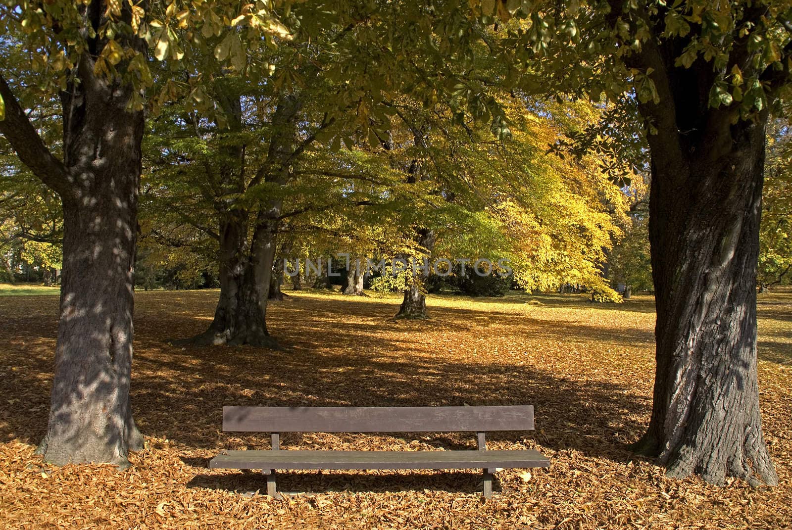 Park bench in the autumn sun-drenched