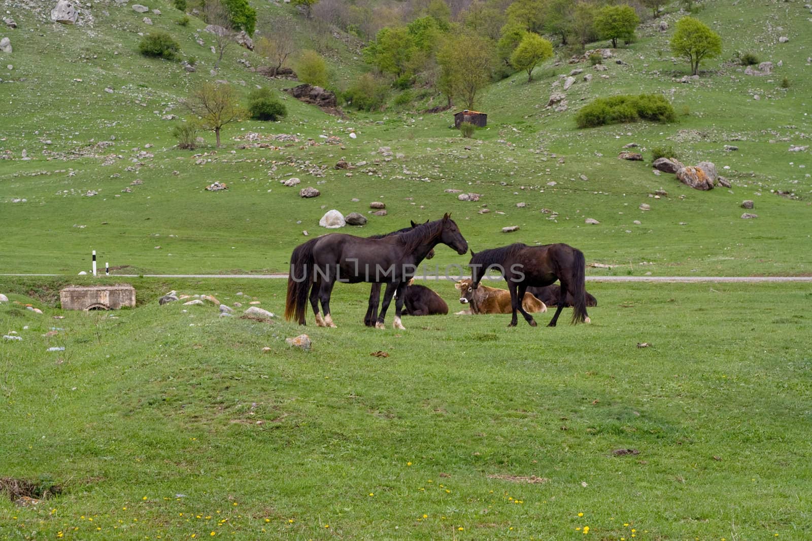 horses and cows on field
