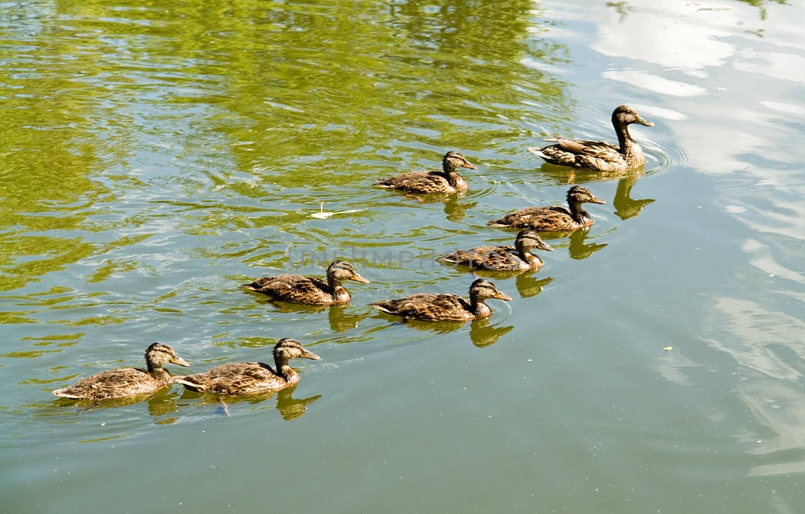 wild ducks float on the river