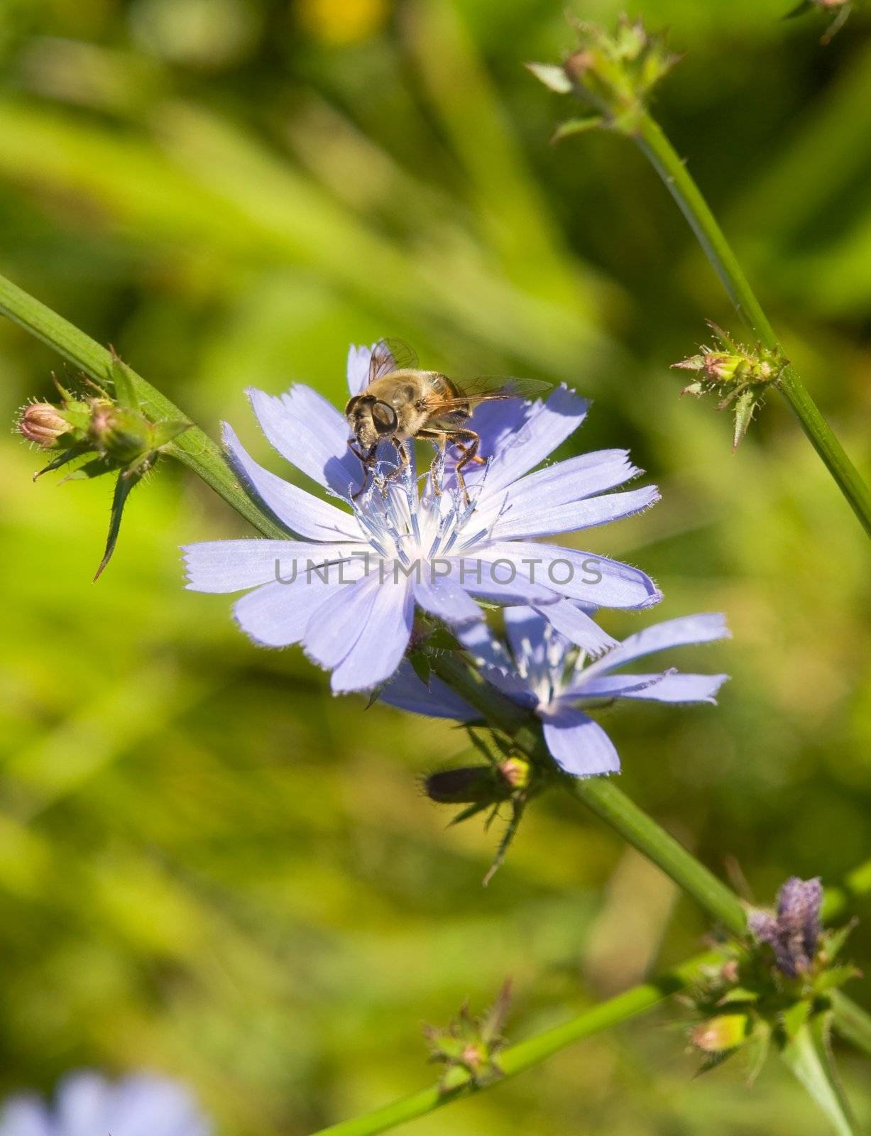 The small bee collects nectar from a cornflower