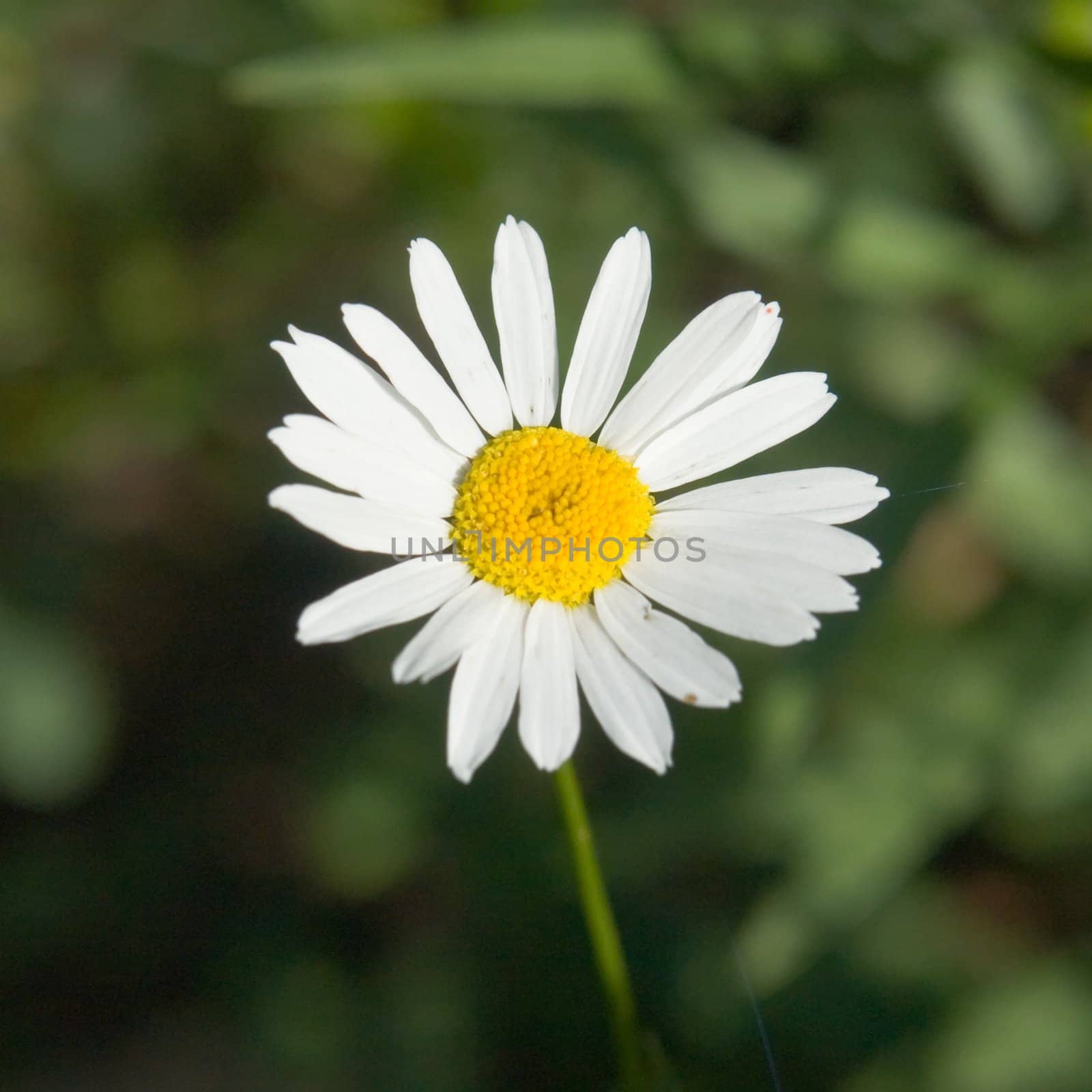 camomile