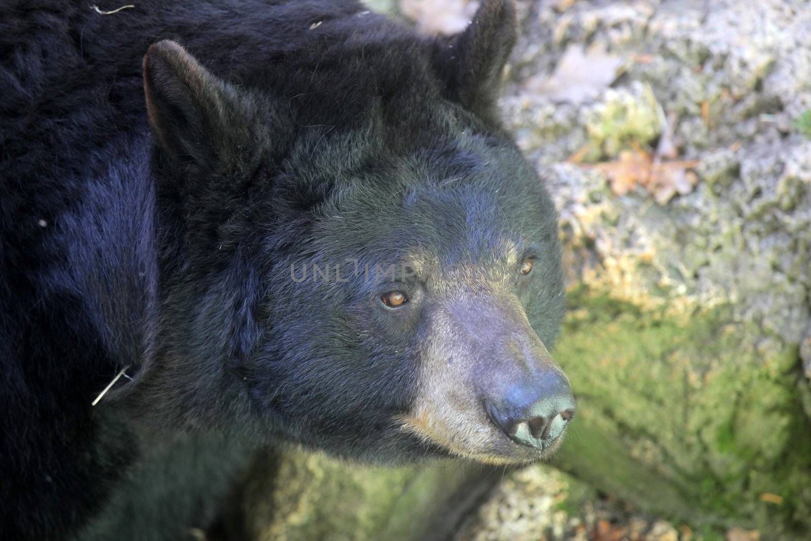 Bear