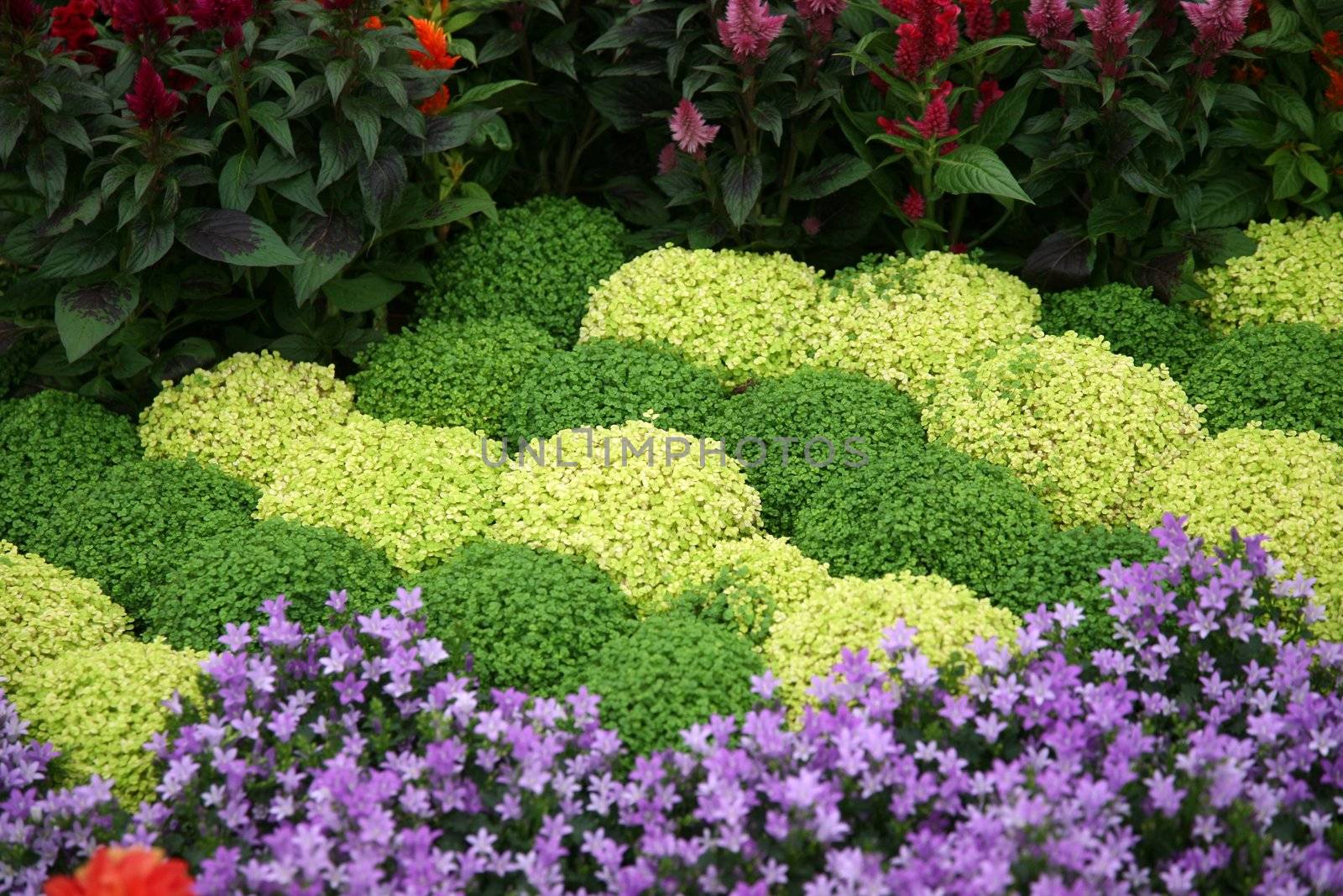 Flowers in garden