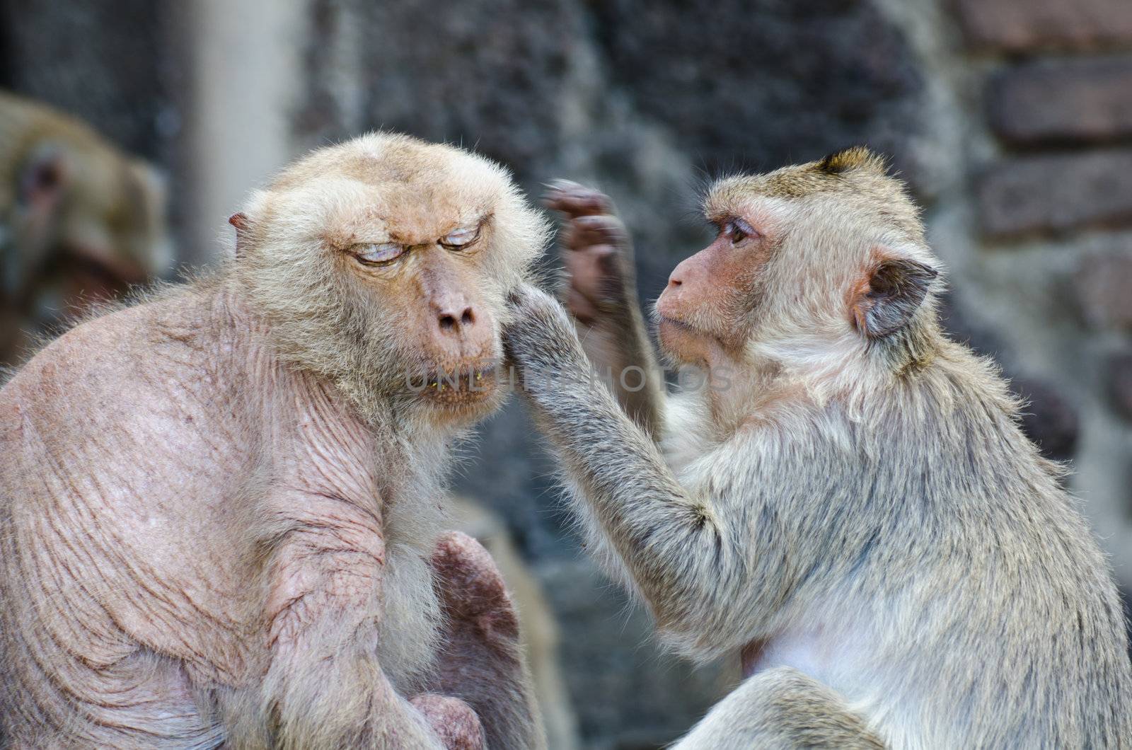 Macaque are husband and wife care