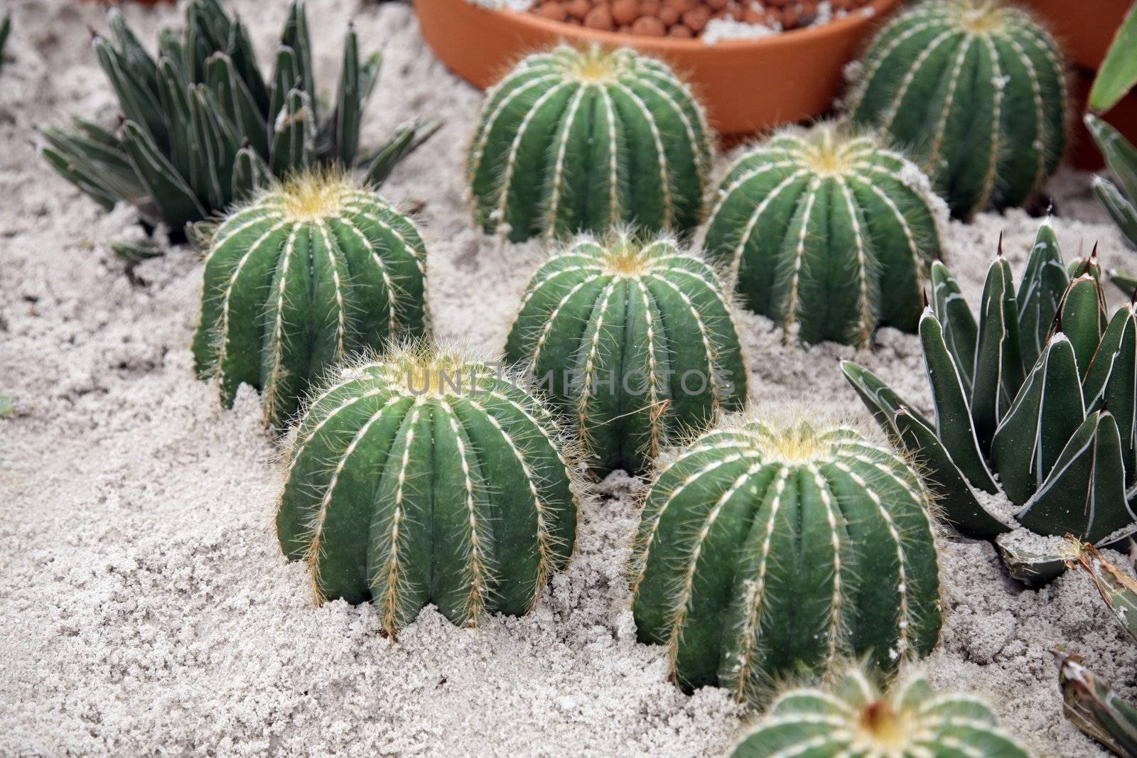 Cactus