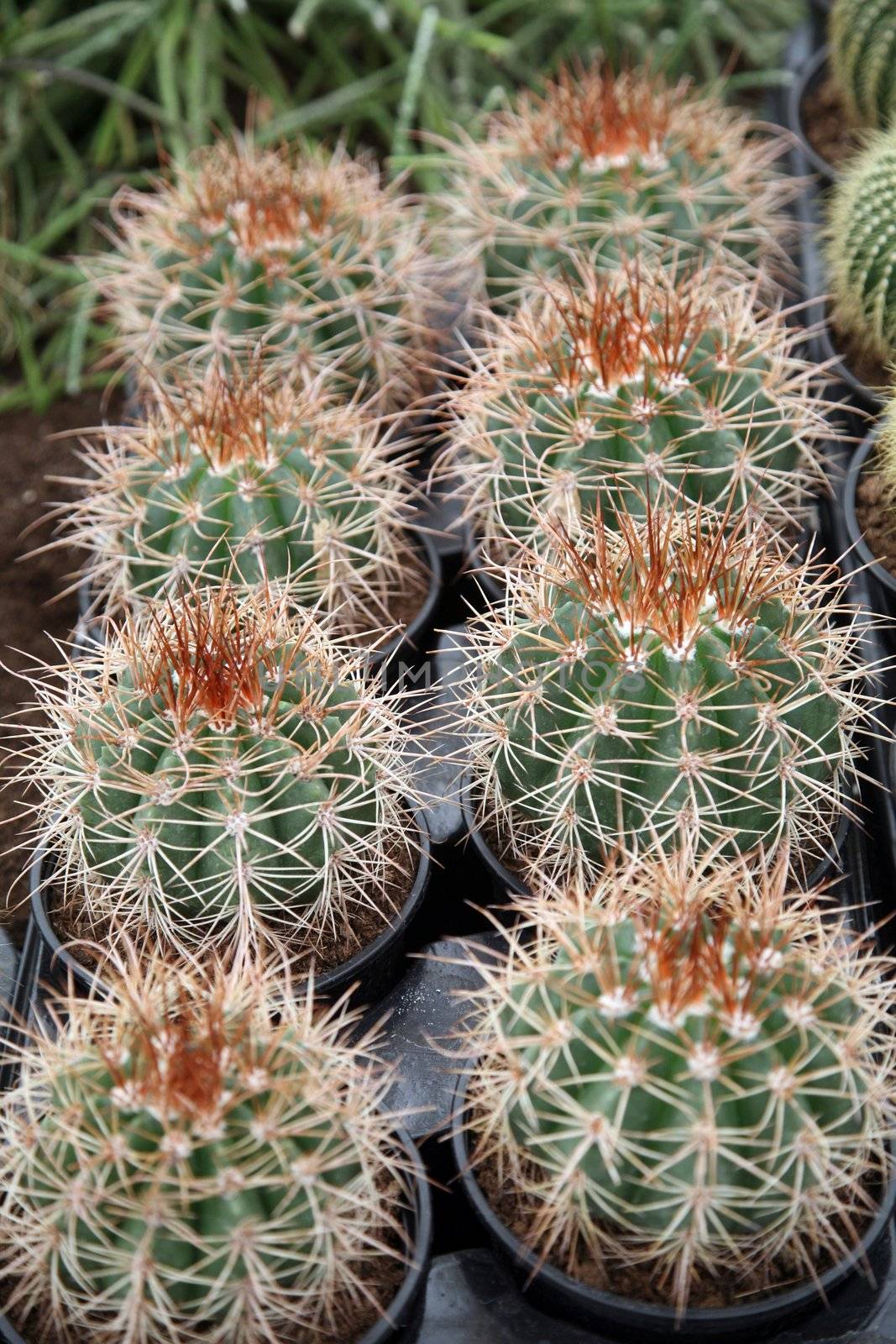 Cactus