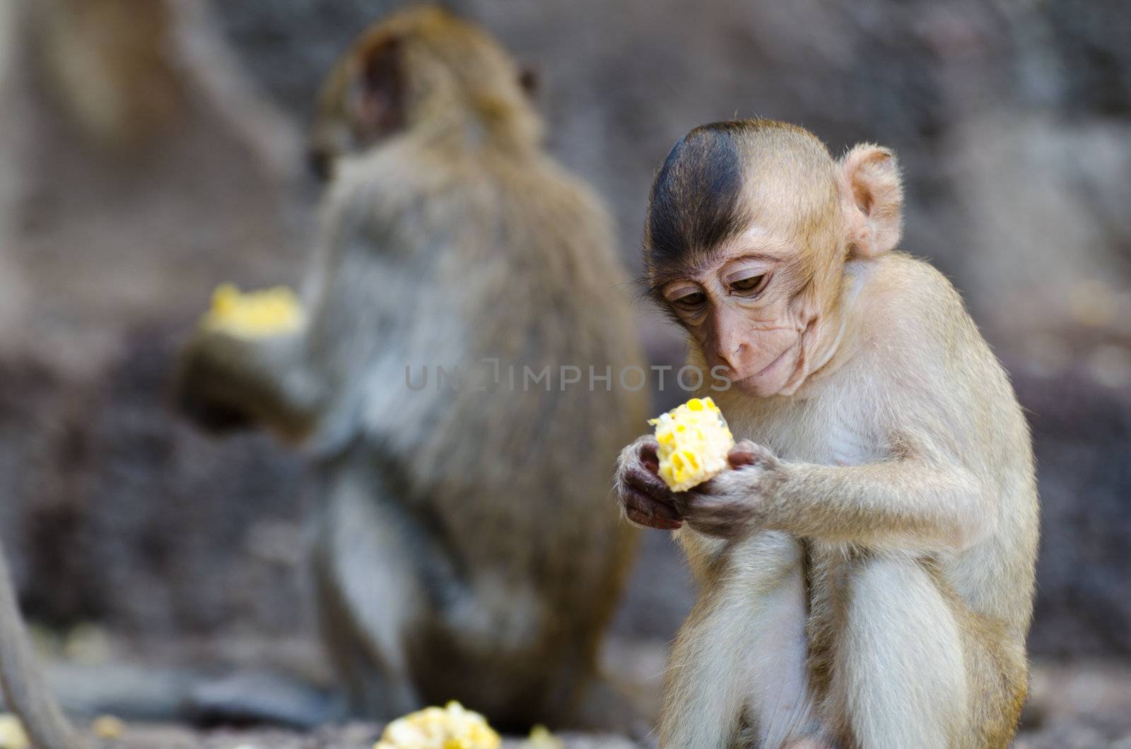 Monkey sitting eating corn. by chatchai