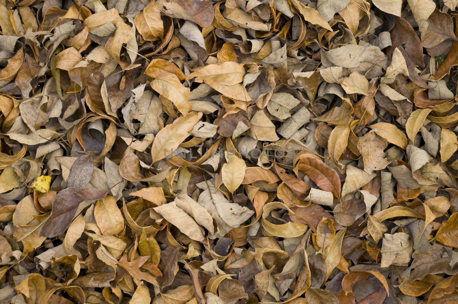 Background of dried brown autumn leaves