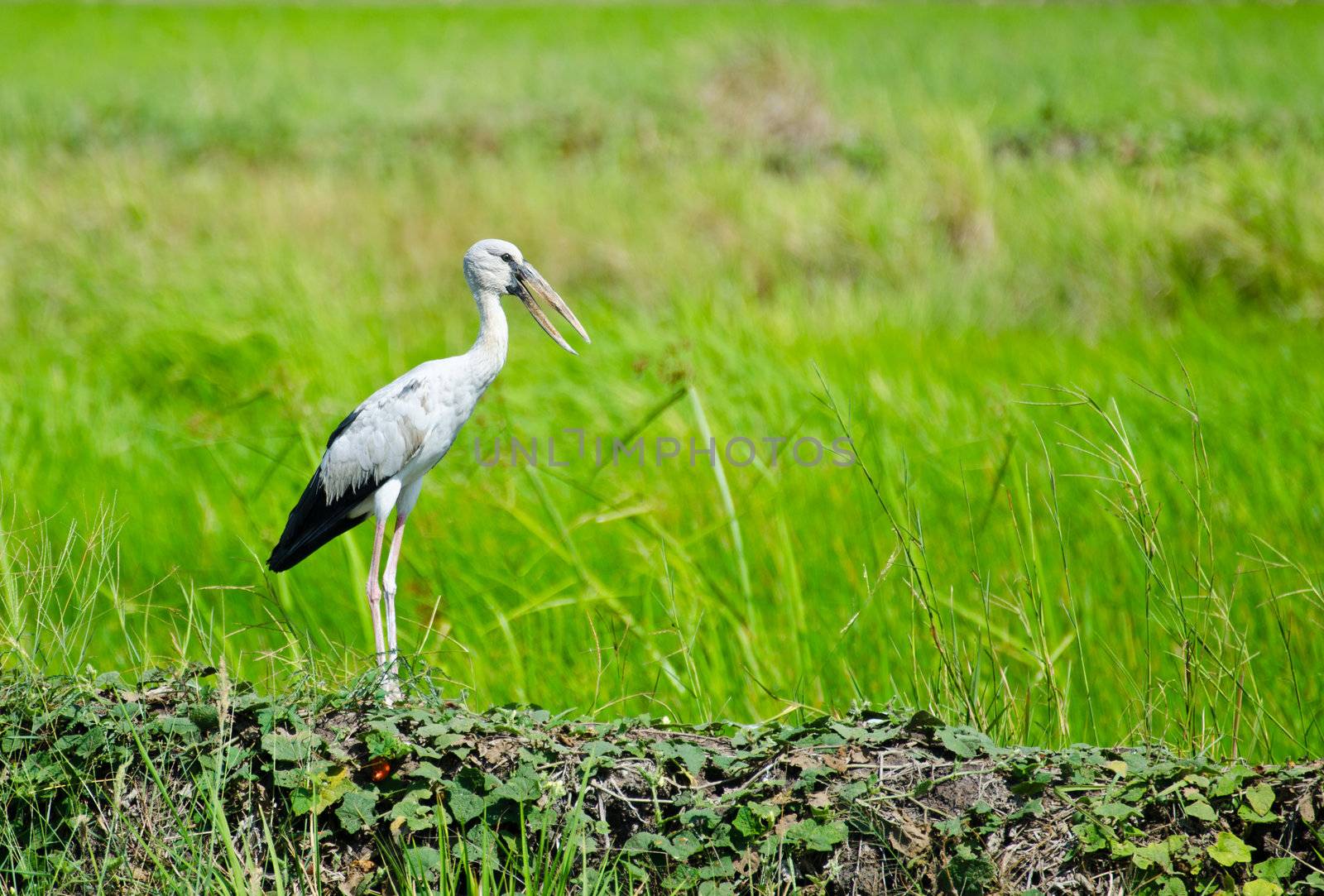 Bird Pakheag middle of rice fields.