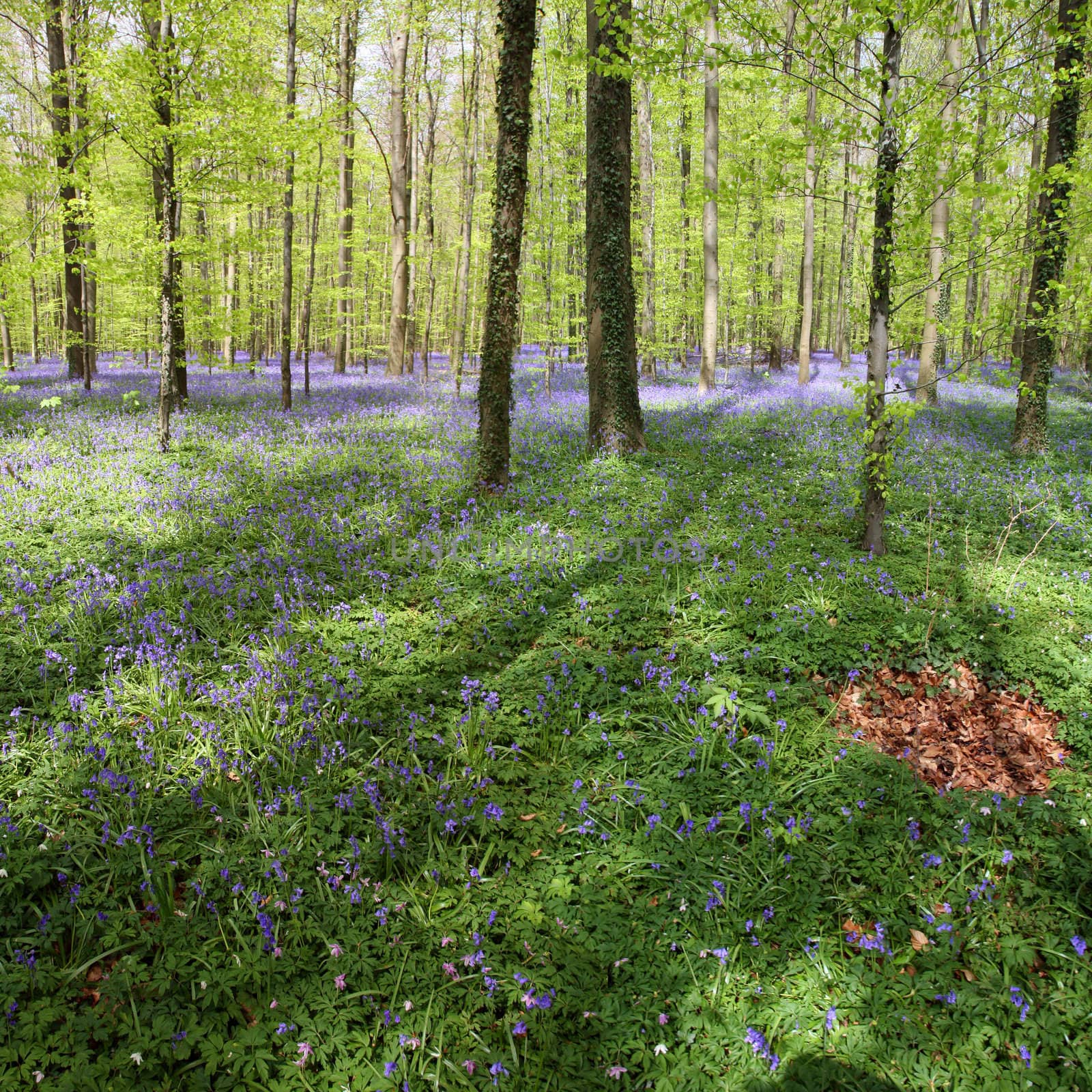 Bluebell in the forest of Halle - in Belgium - very famous for its blue flowers in May