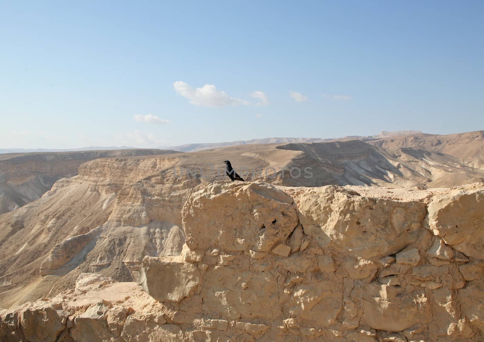 Bird in the Masada fortress in Israel