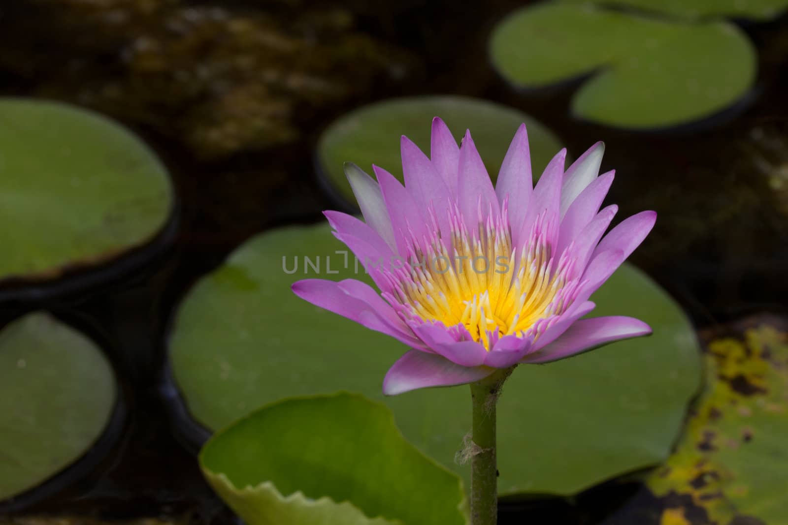 purple water lily on the lake by Butter45