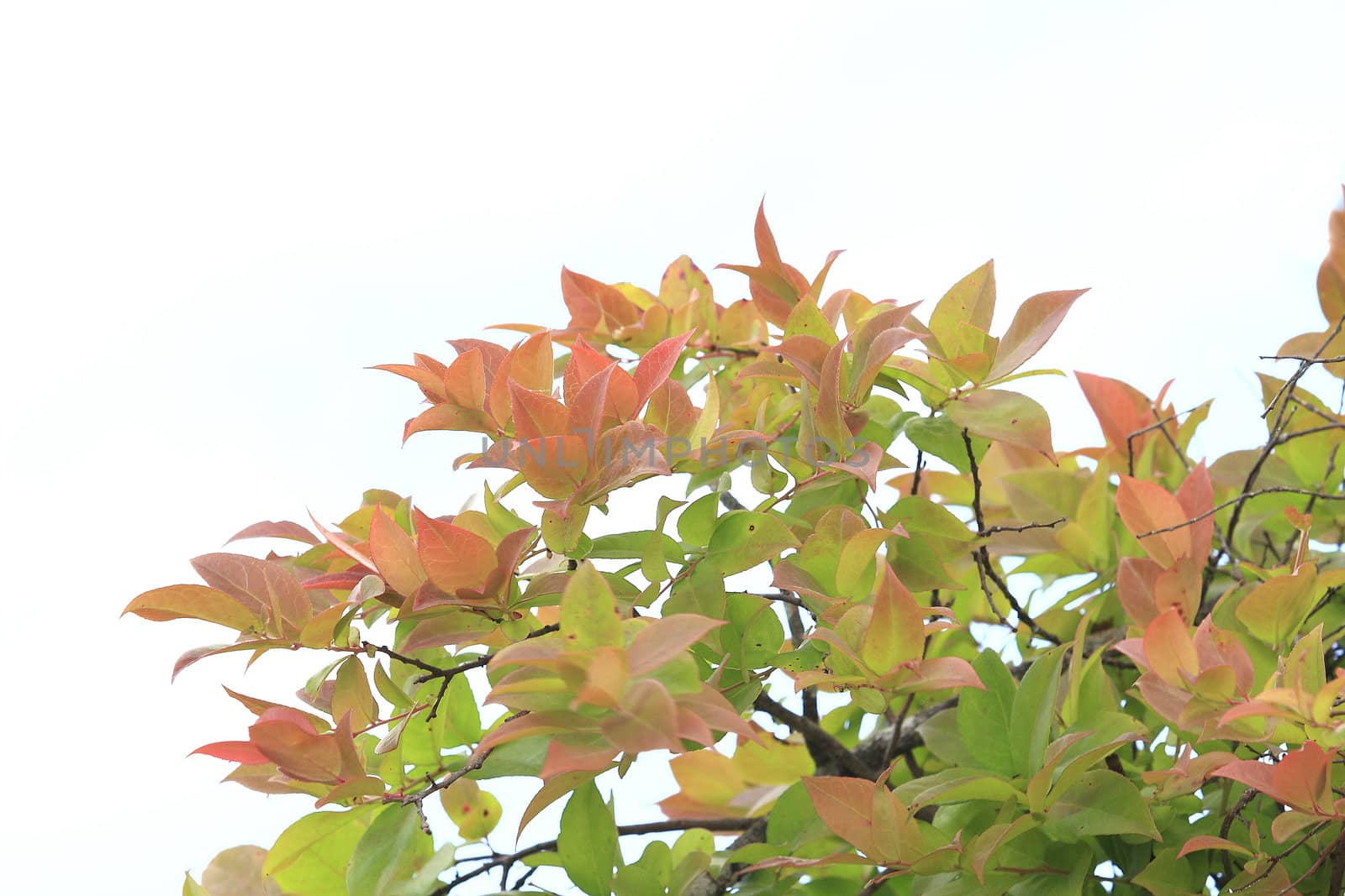 Tree autumn in Phukradung National Park, Thailand.