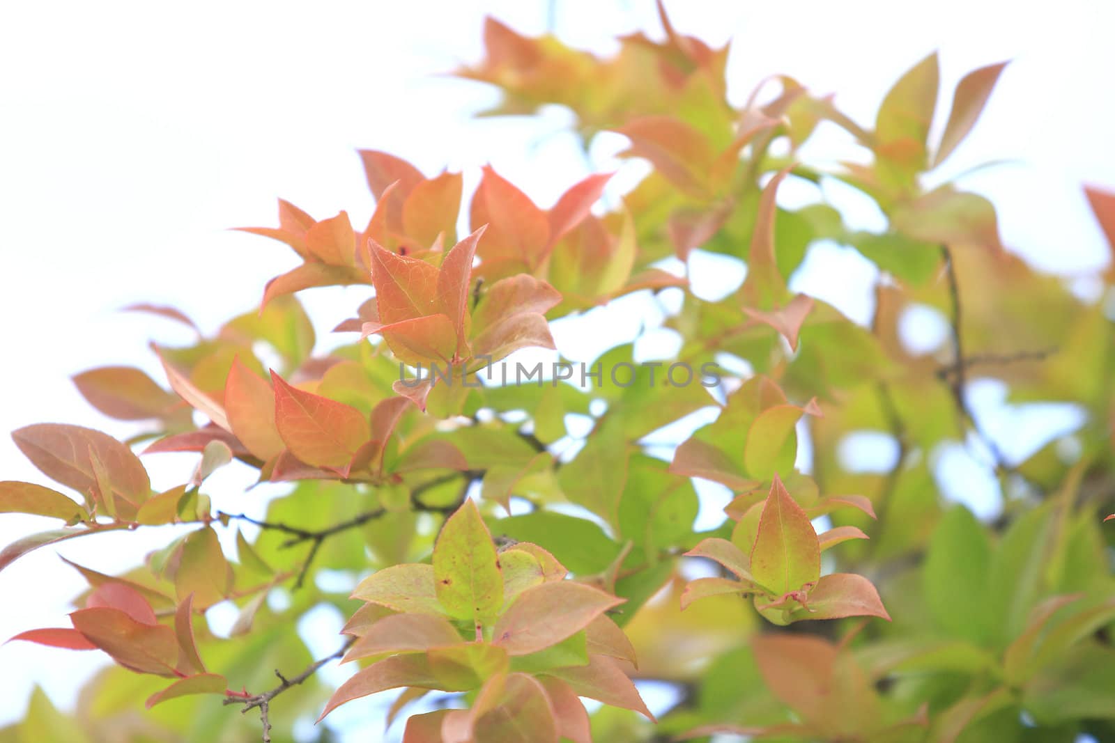 Tree autumn in Phukradung National Park, Thailand. by jame_j@homail.com