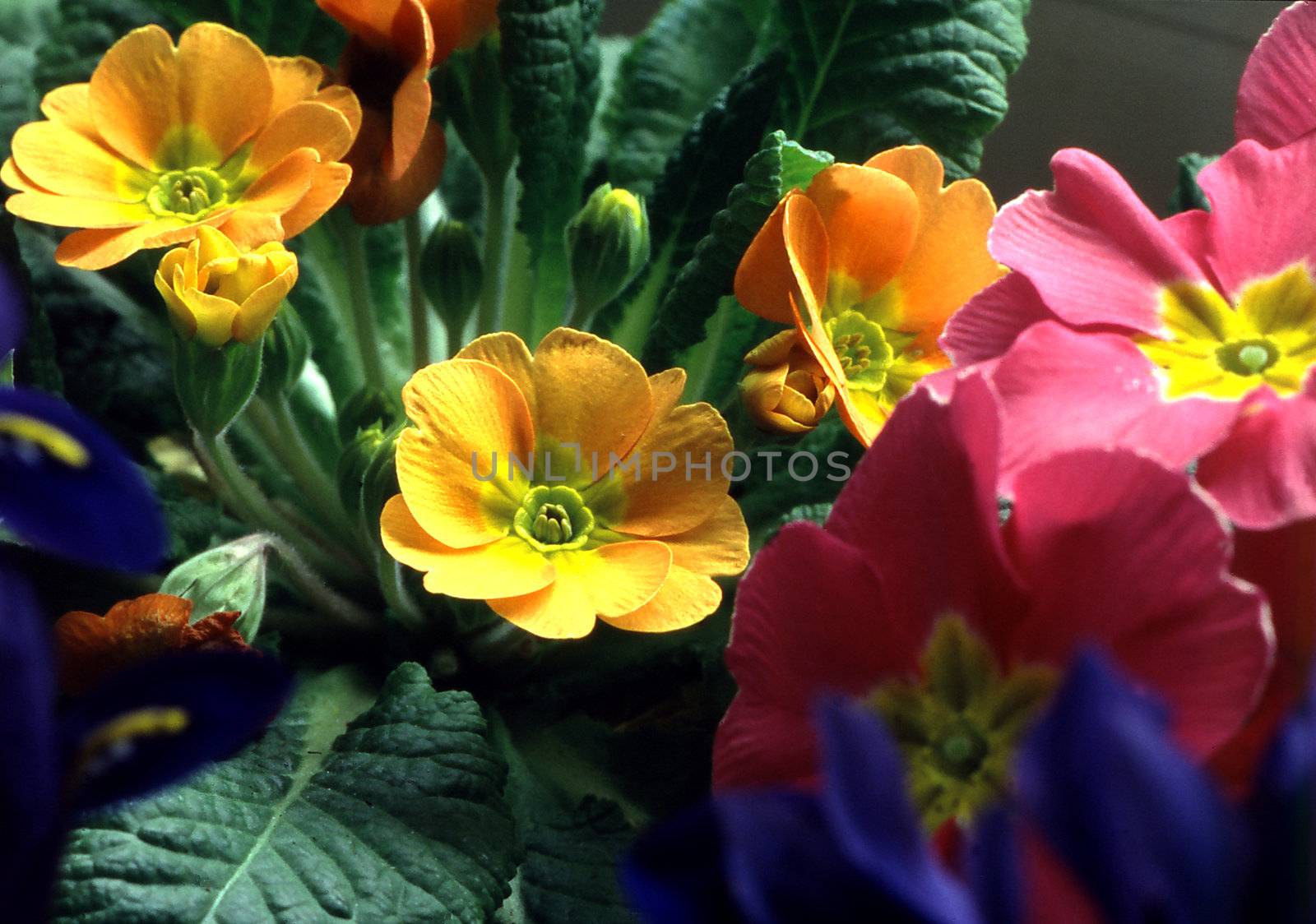 Primrose