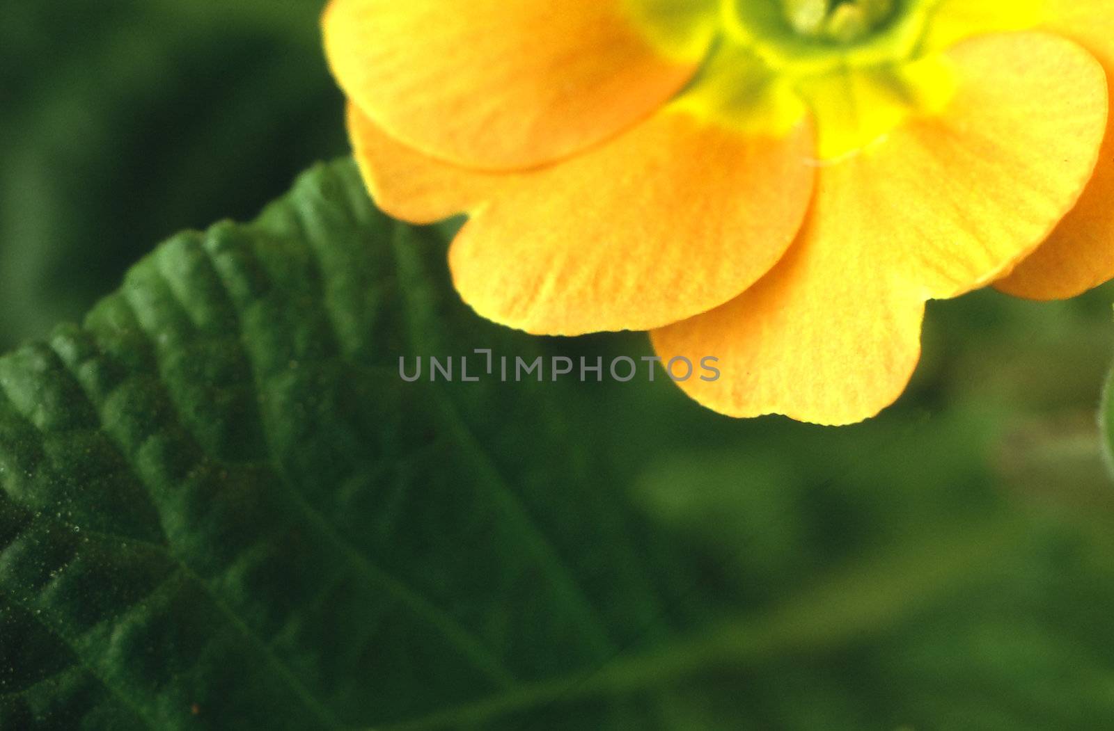 Primrose