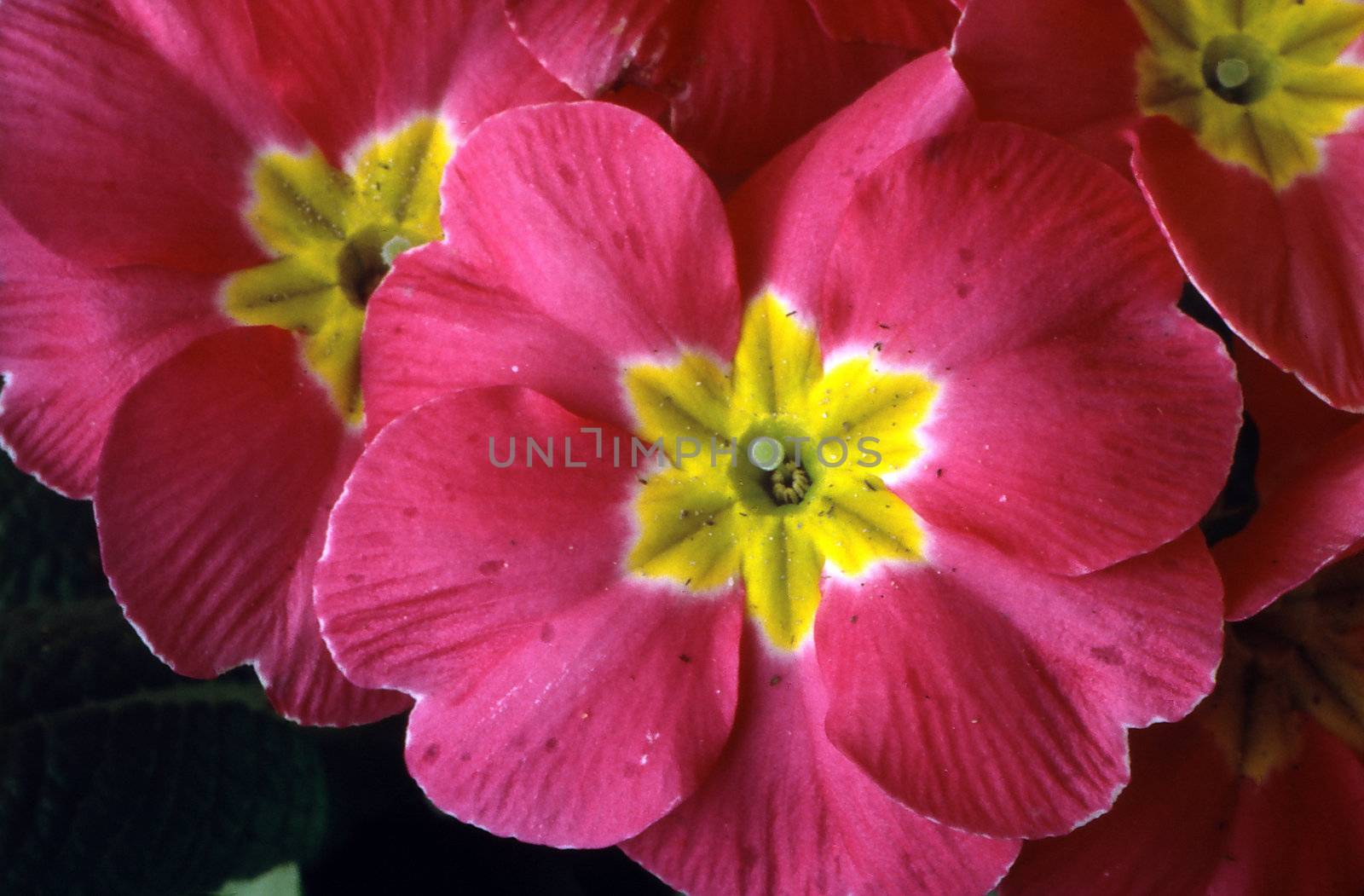 Primrose