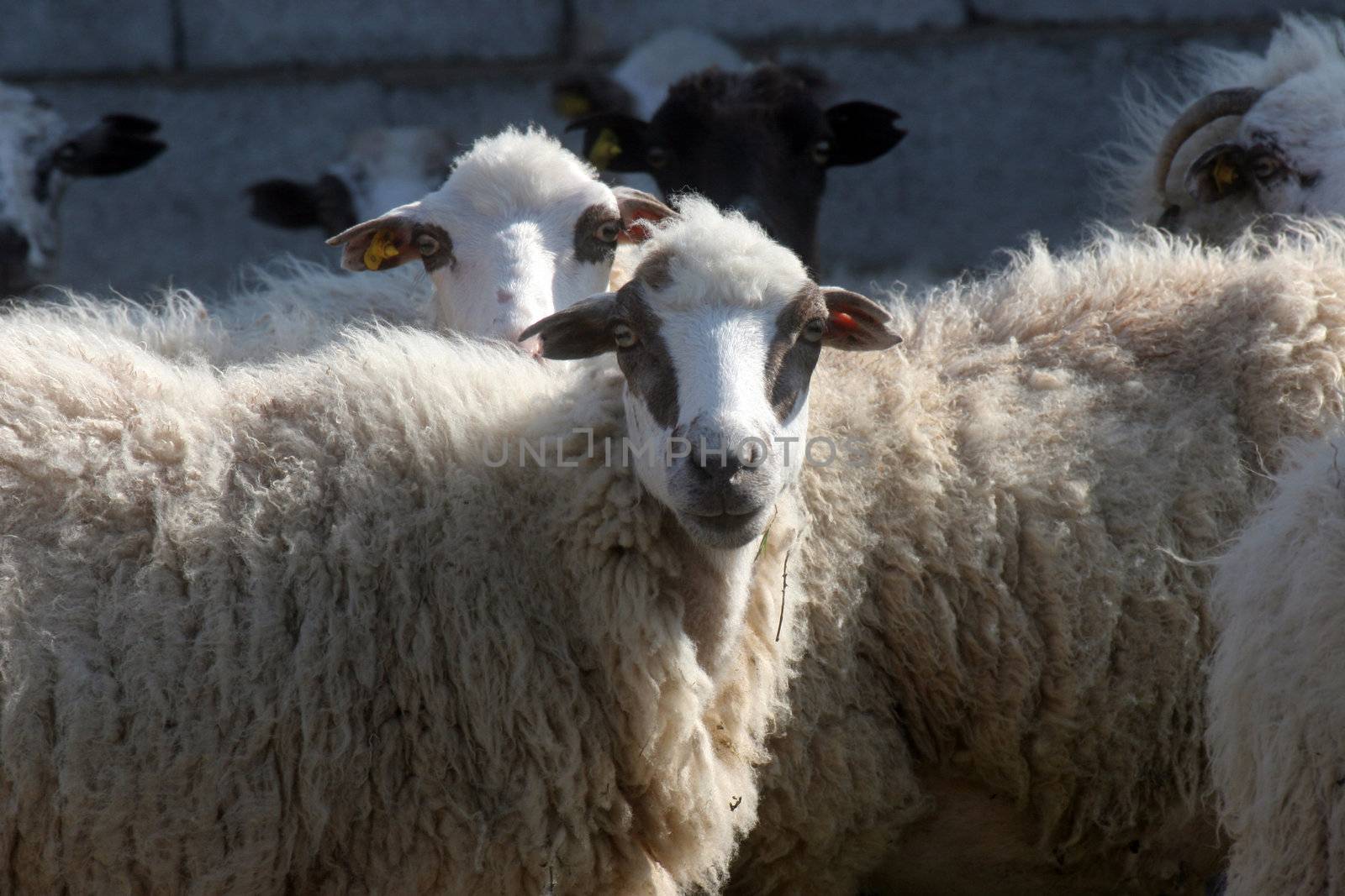 Sheep