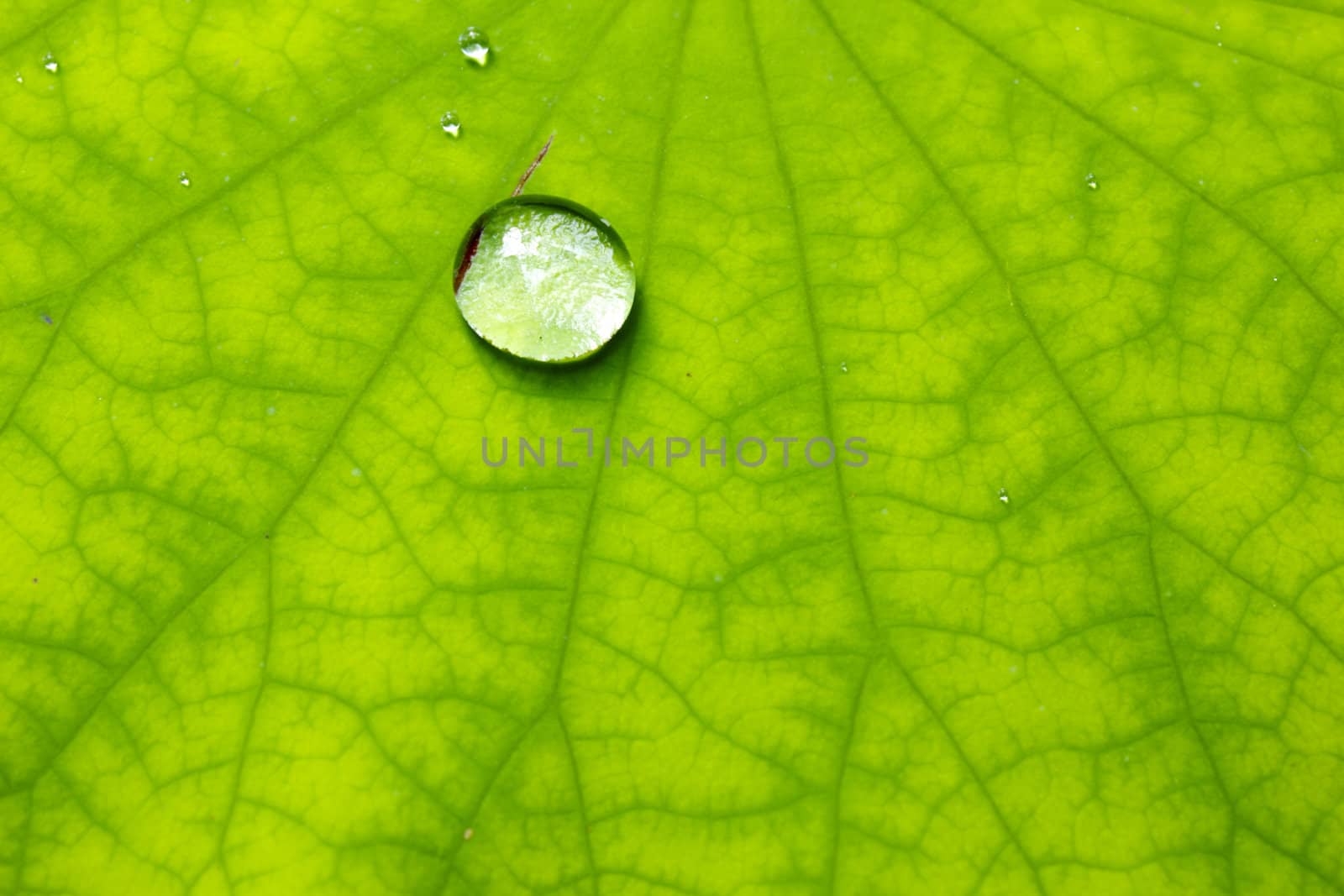 Closeup of green leaf with water drops from dew and veins