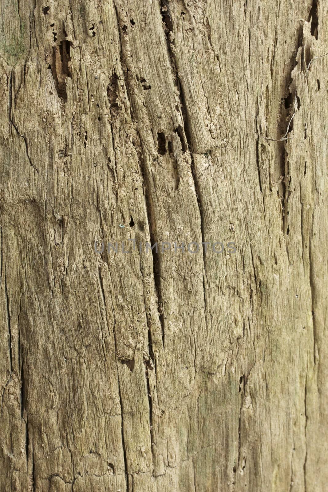 This is a textured background shot of some weathered wood.
