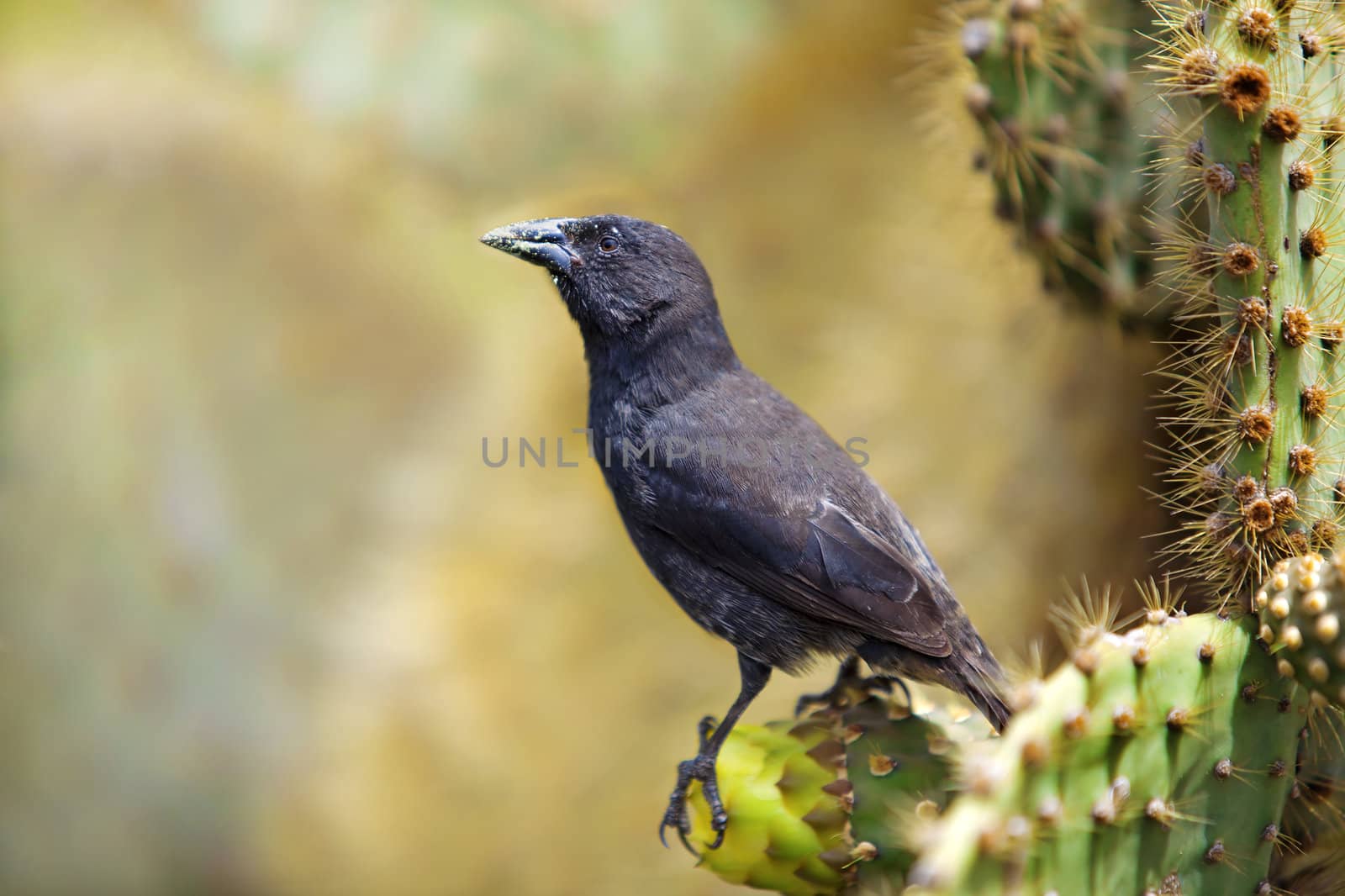 Galapagos Common Cactus Finch feeding on the cactus